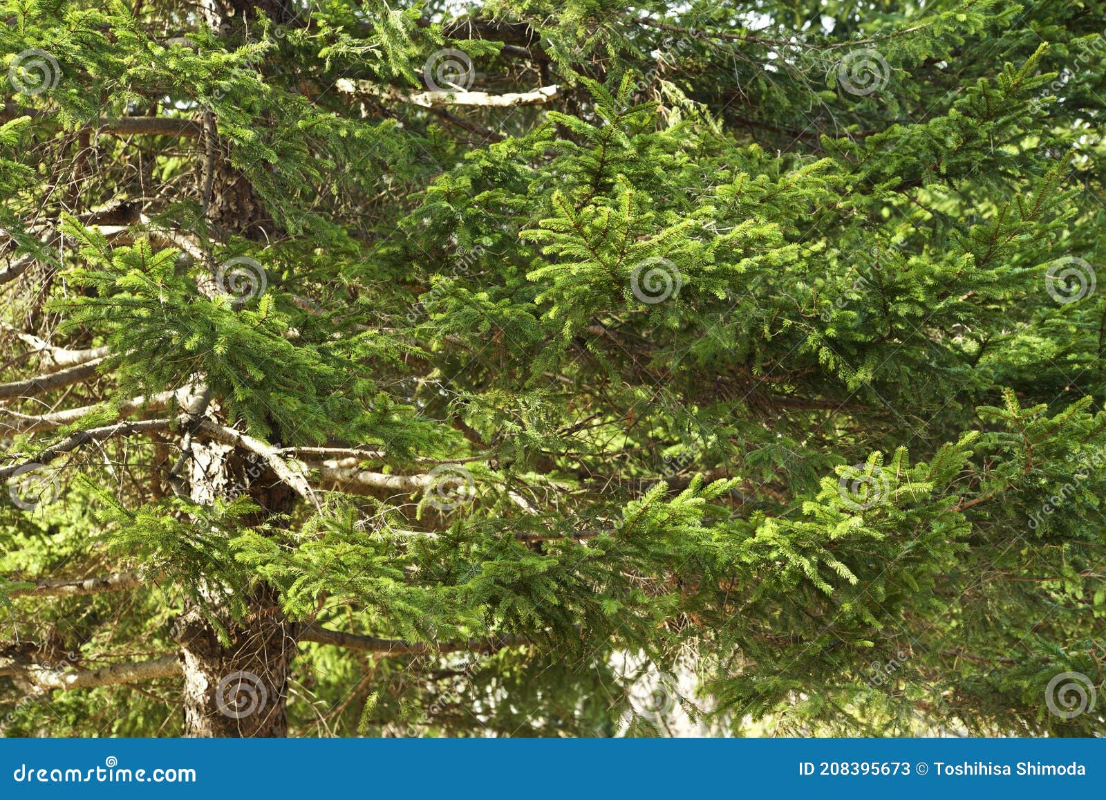 Beautiful Fir Tree Leaves in the Mountains. Stock Image Image of