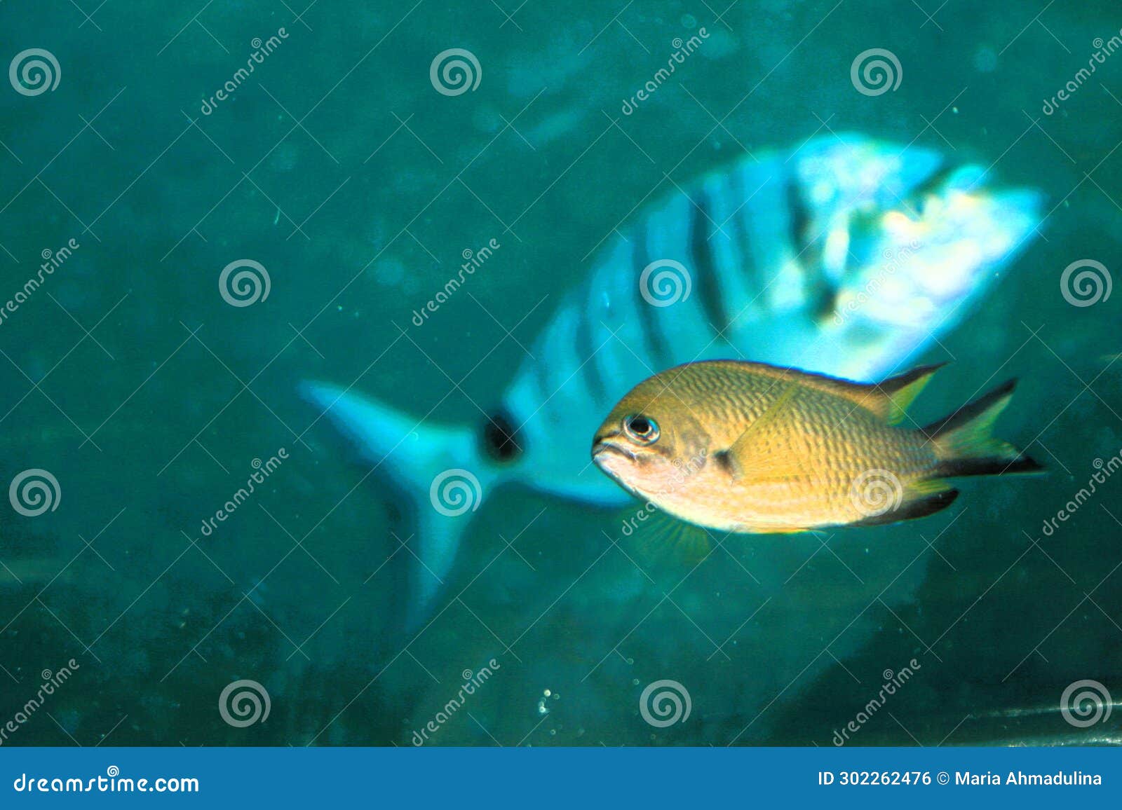 fish in the lanzarote (subarine safaris sl)