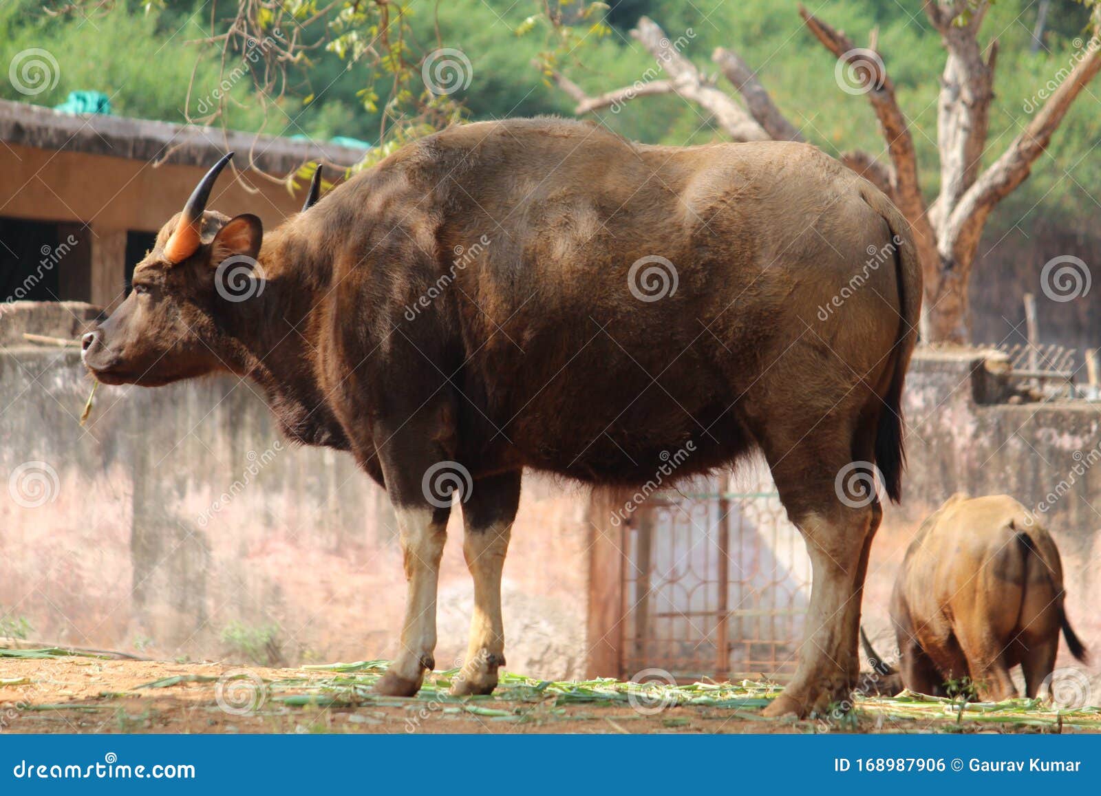 forest buffalo in indira gandhi zoological park