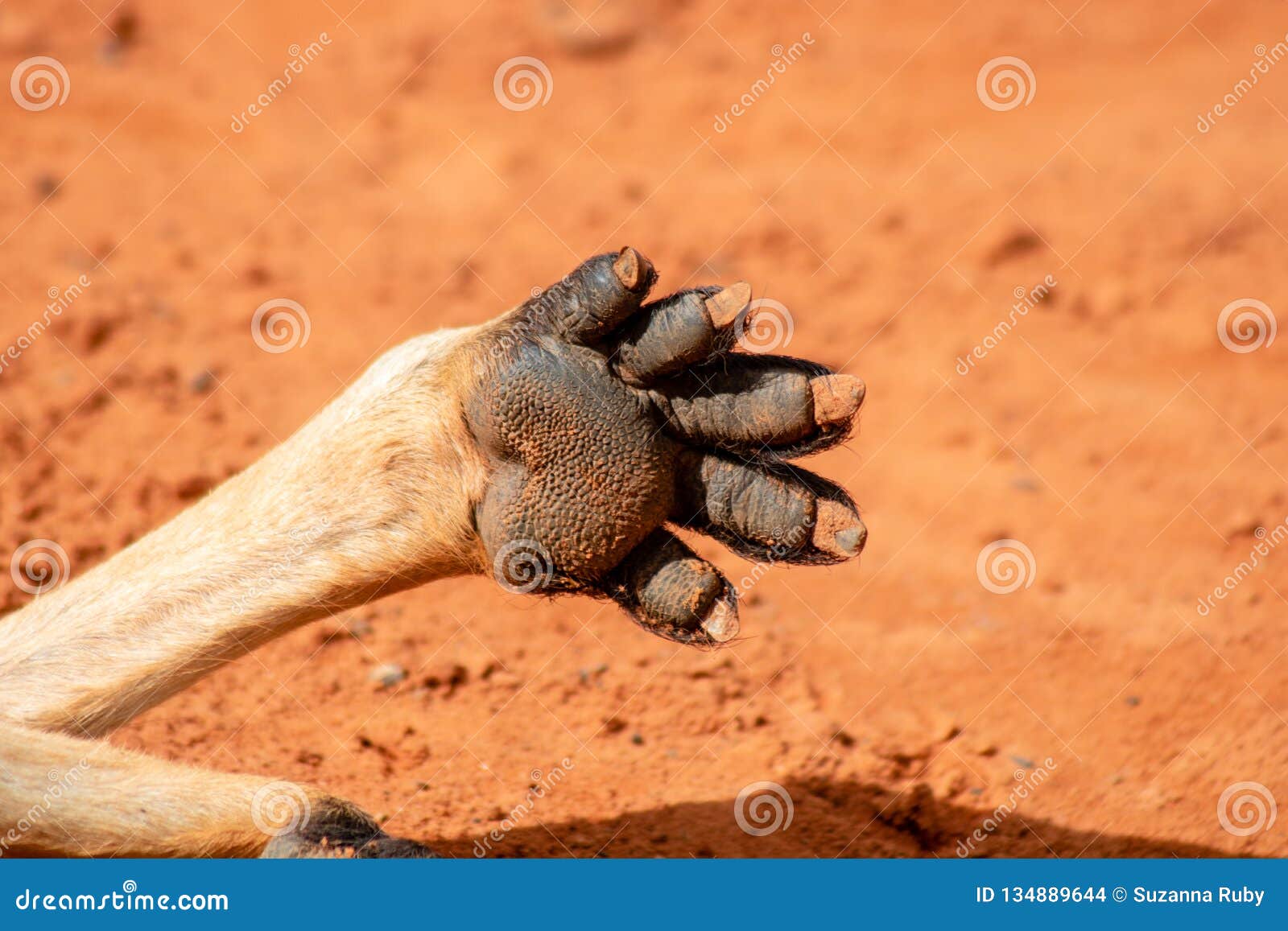 Kangaroo paw stock photo. Image of animal, face, front 134889644