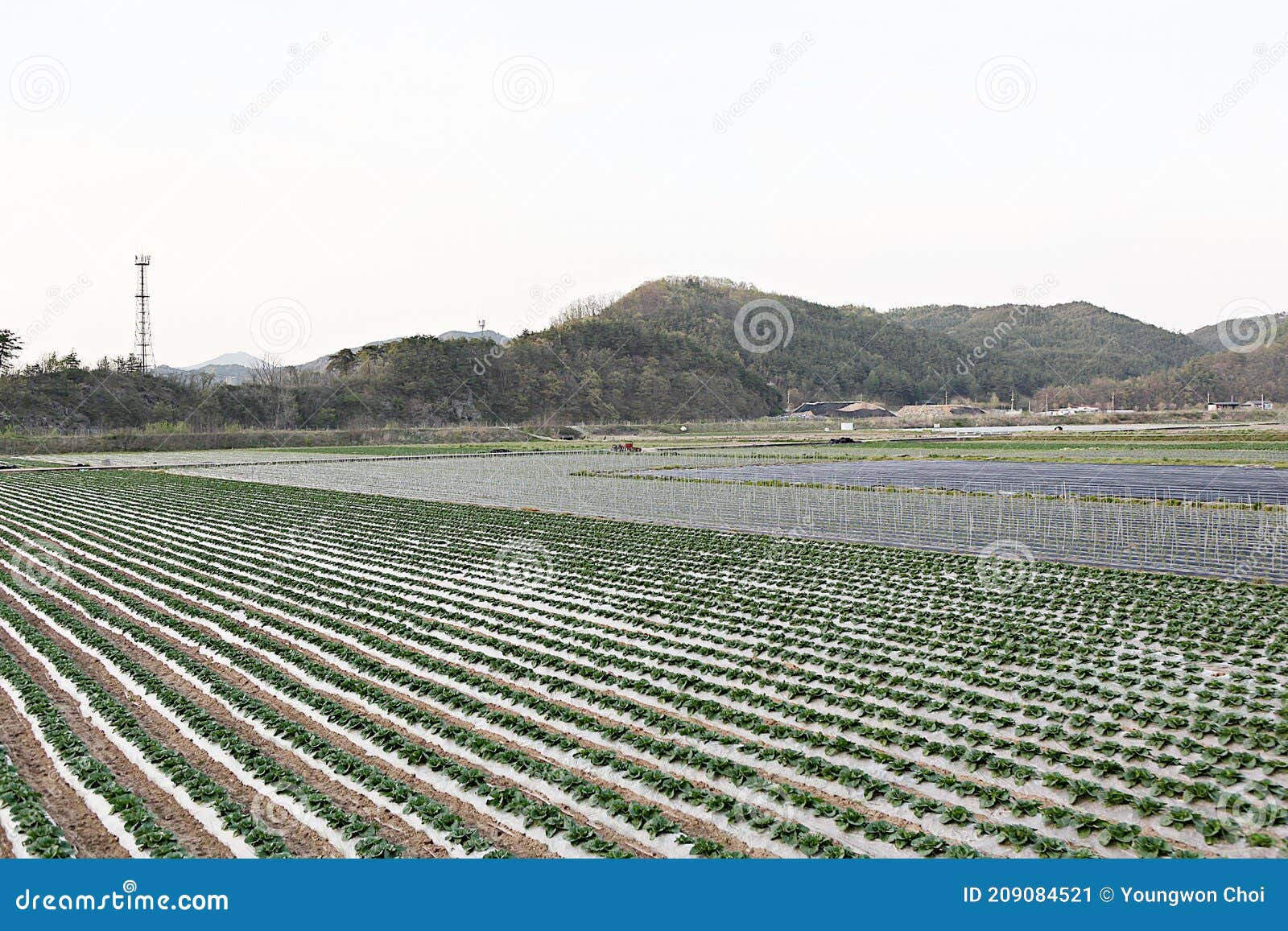 korea crops