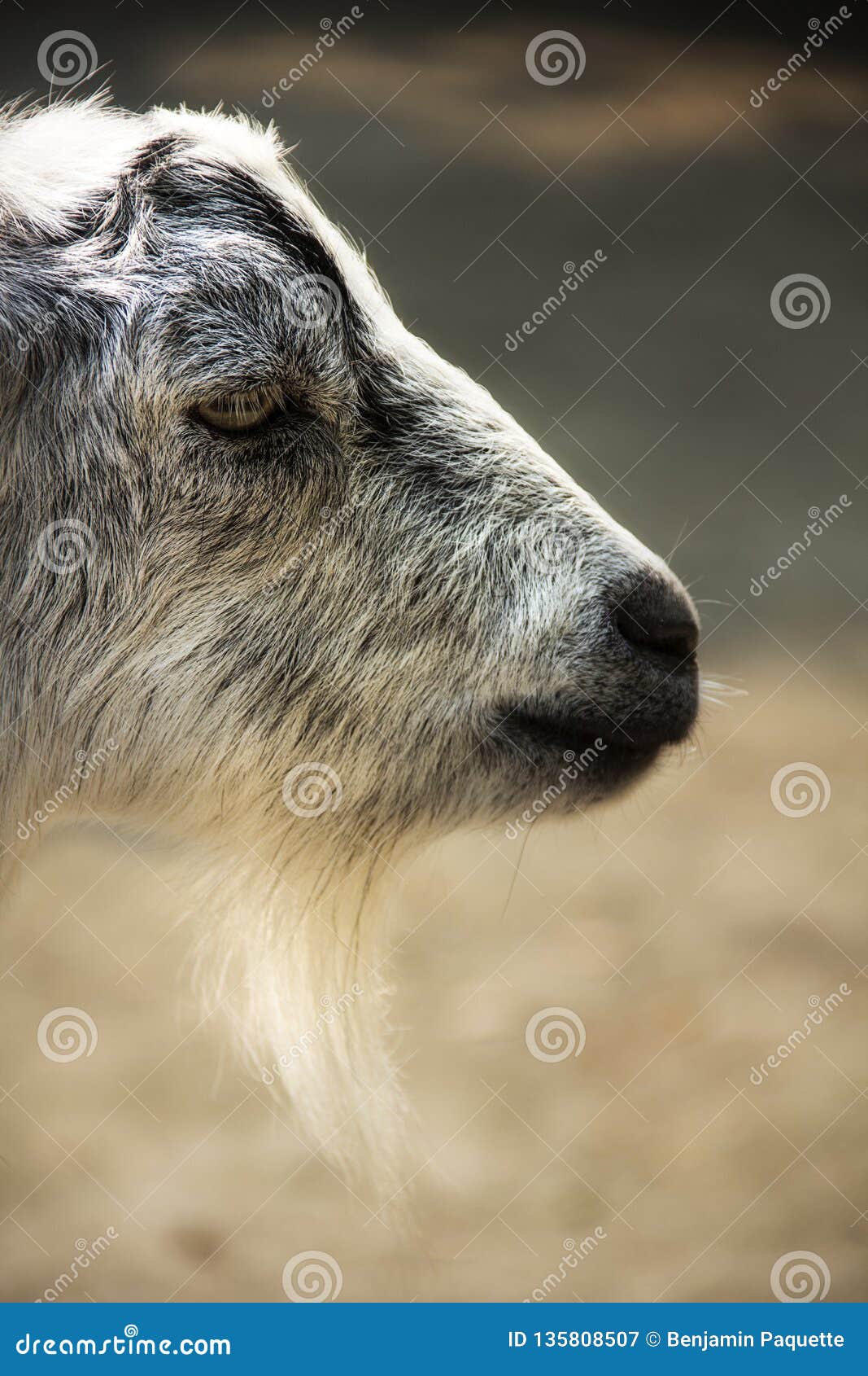 Hair of the Chin of a Goat at the Magnolia Plantation in Charleston South Carolina Stock Image - Image of animal, south: 135808507 Hair of the Chin of a Goat at the Magnolia Plantation in Charleston South Carolina Stock Image - Image of animal, south: 135808507