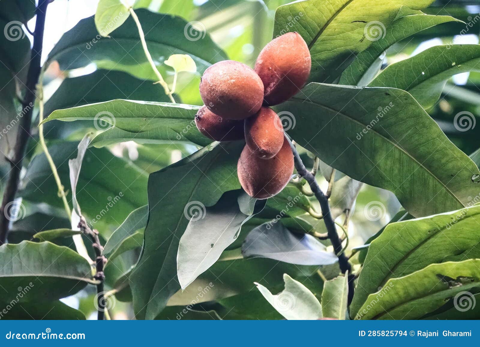 the picture is an indian fruit locally called bilati gab.