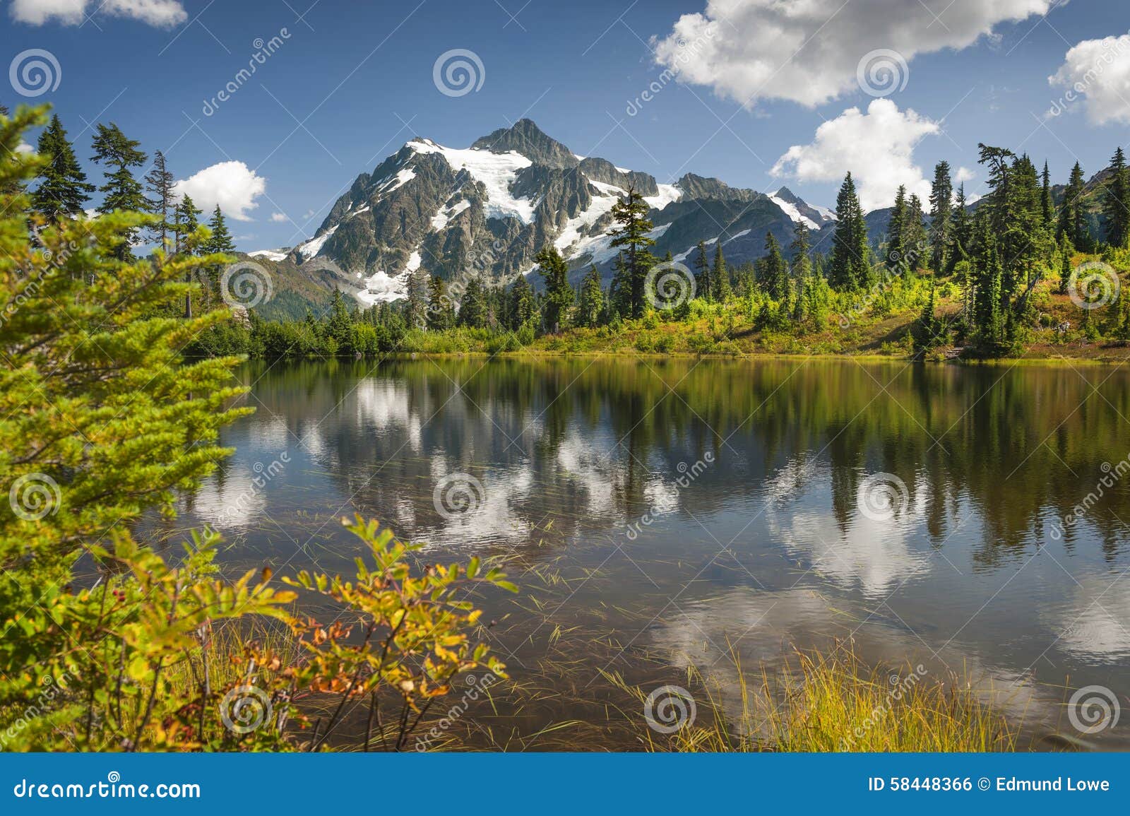 are dogs allowed in mt baker national forest