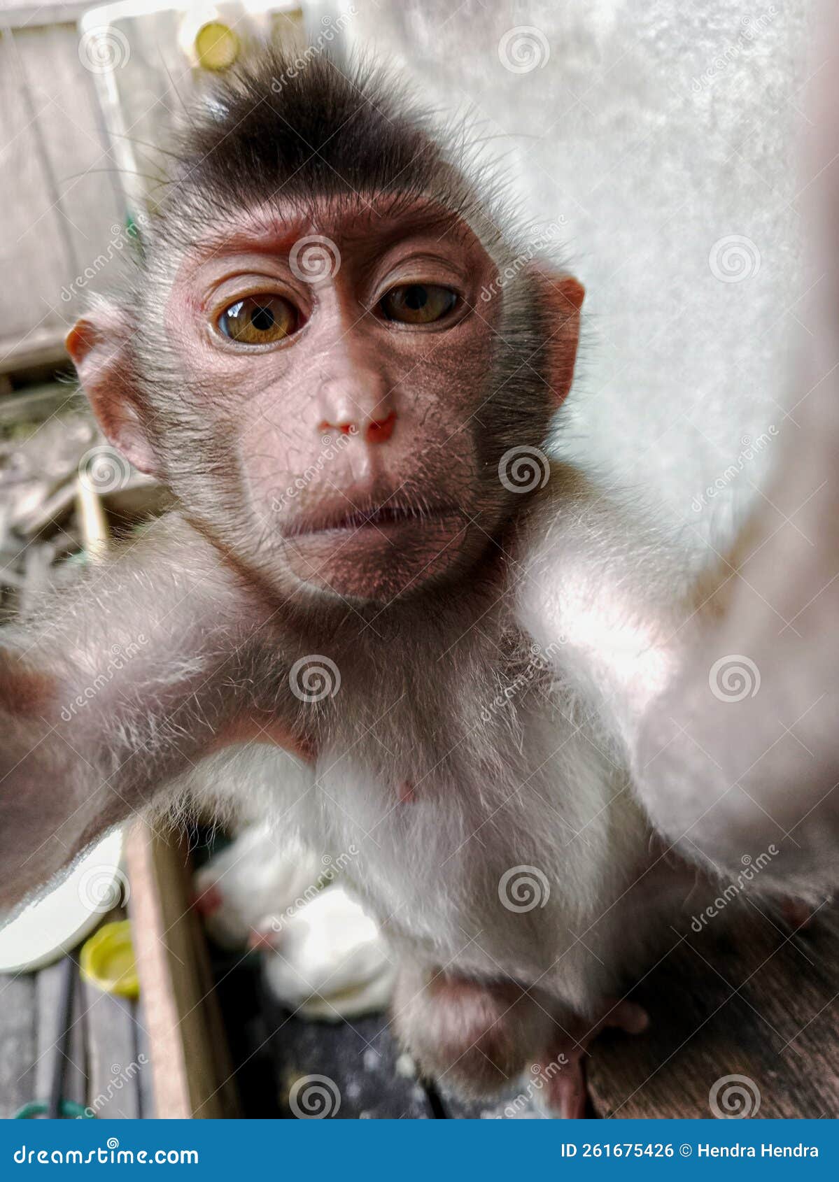 Monkey Selfie II print by David Slater | Posterlounge