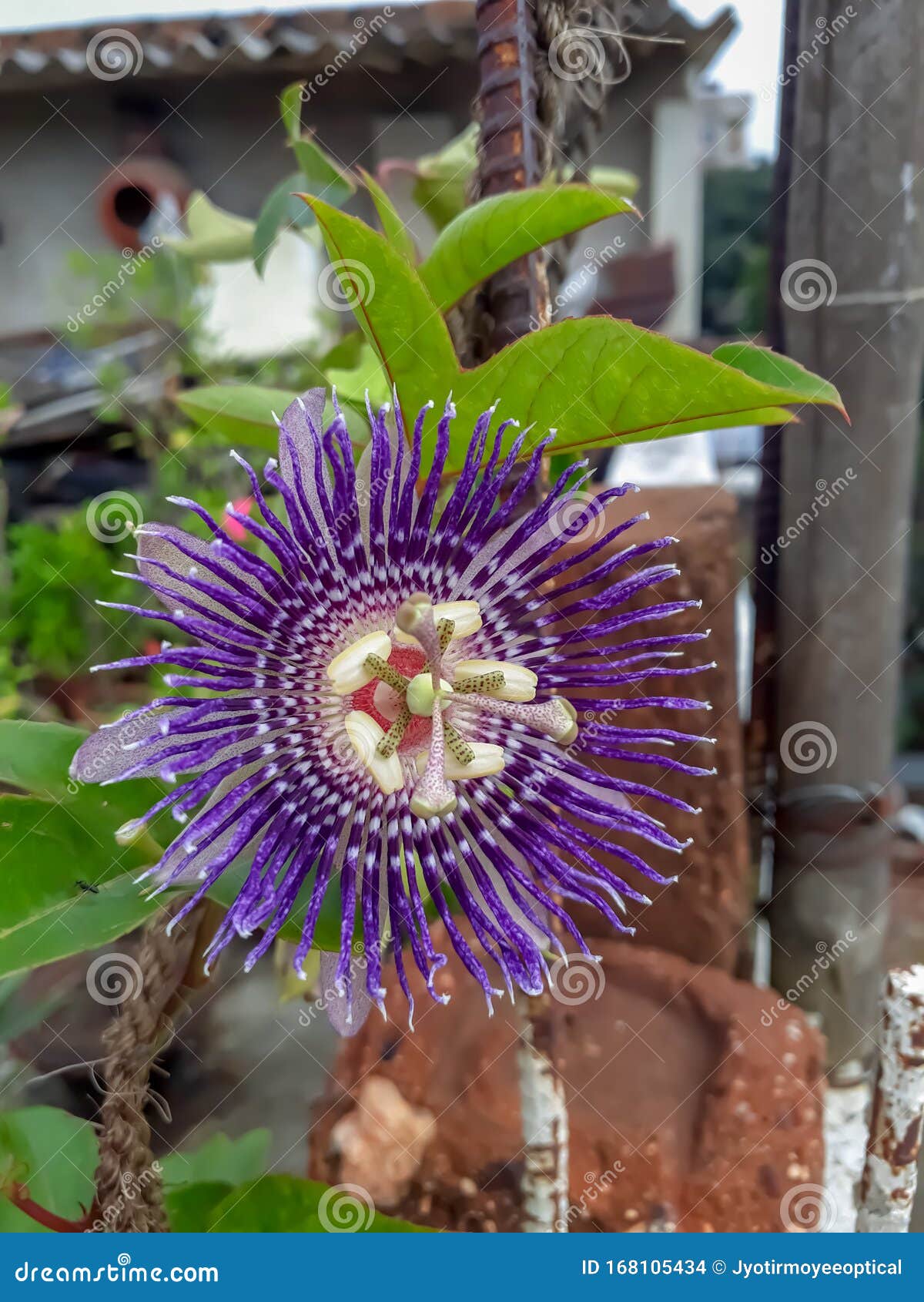 Beautiful Purple Passion Flora Flower Blooming in the Garden. Stock ...