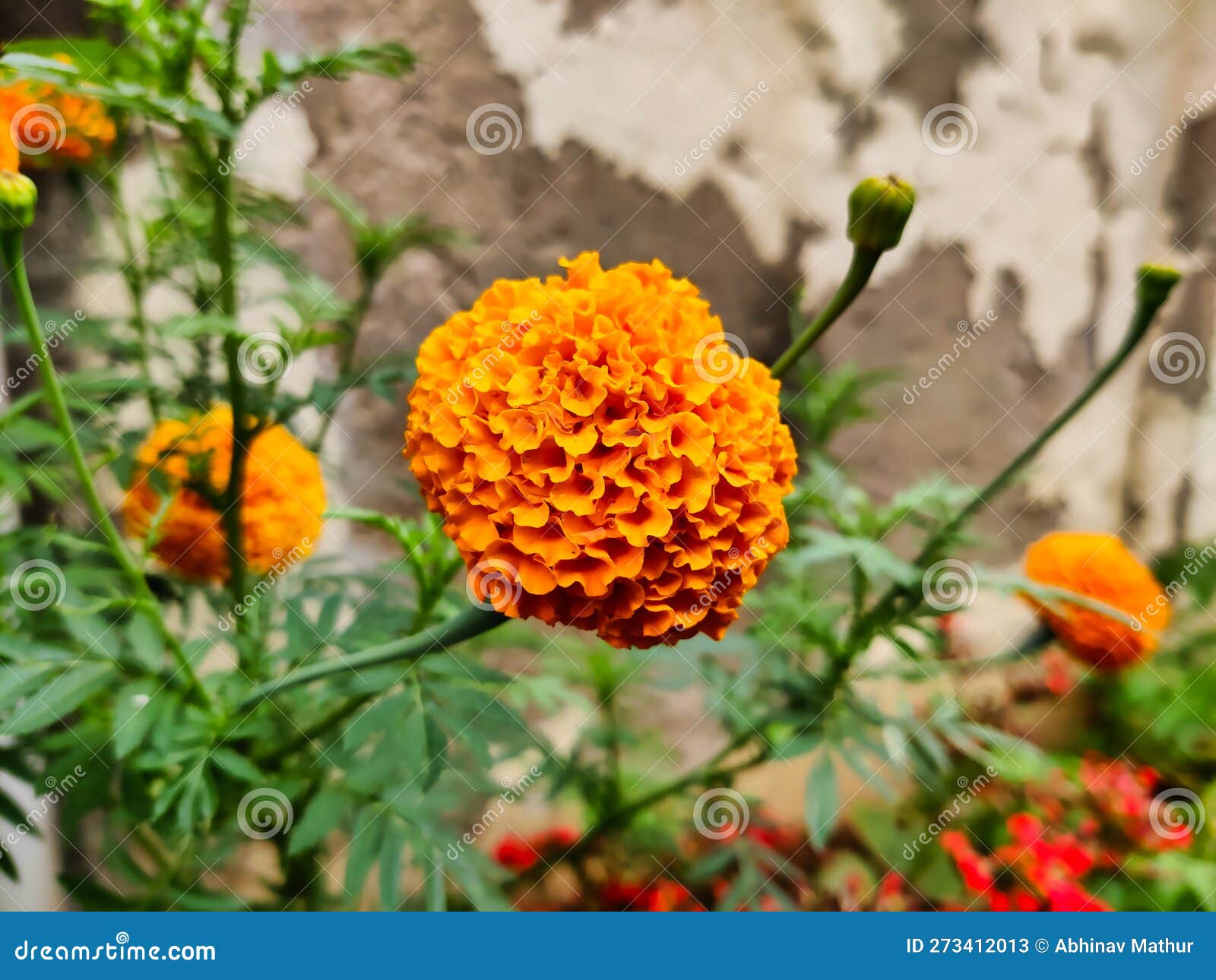 Picture of an Orange Colored Flower Stock Image Image of orange, color 273412013