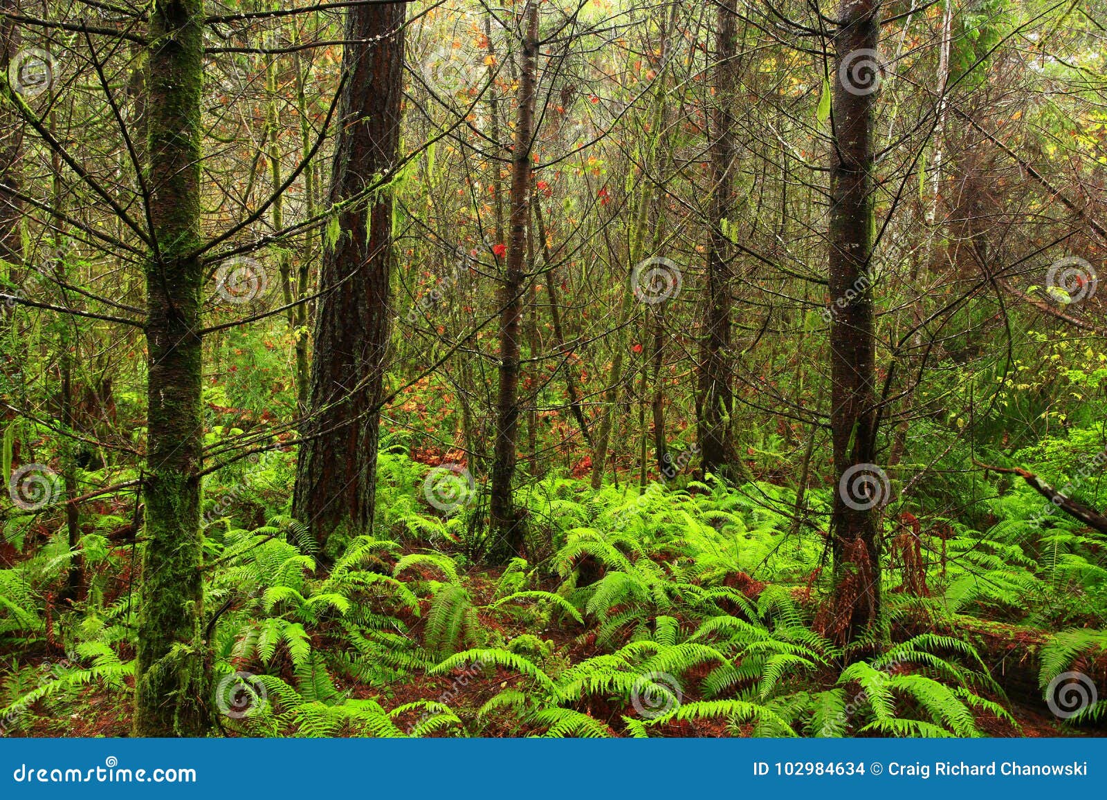 pacific northwest forest pacific northwest forest