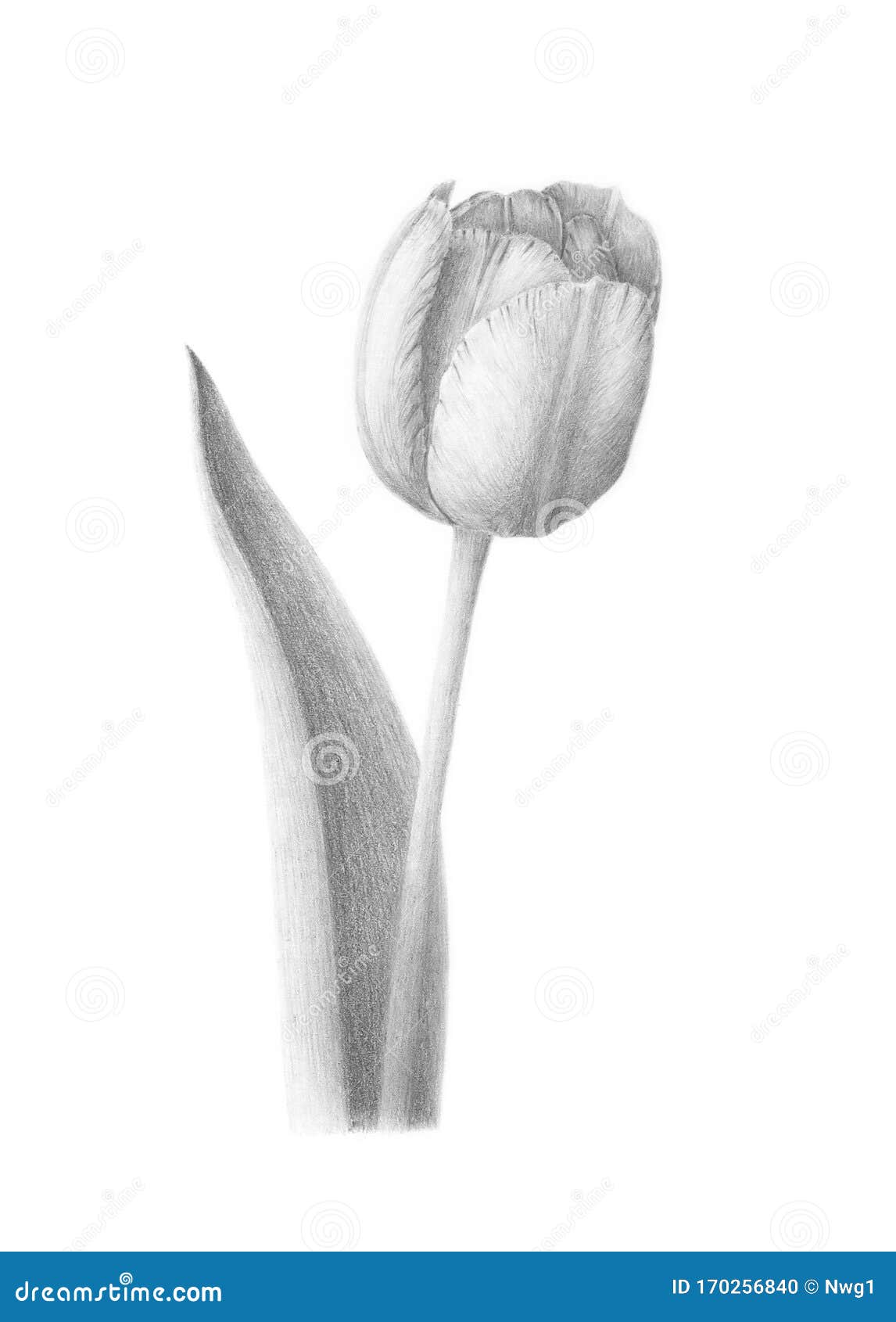 tulips pencil drawing