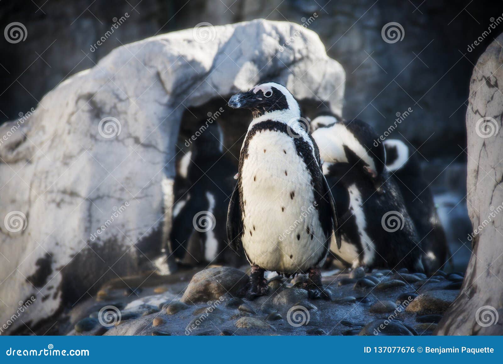 penguins at the mystic aquarium in mystic connecticut