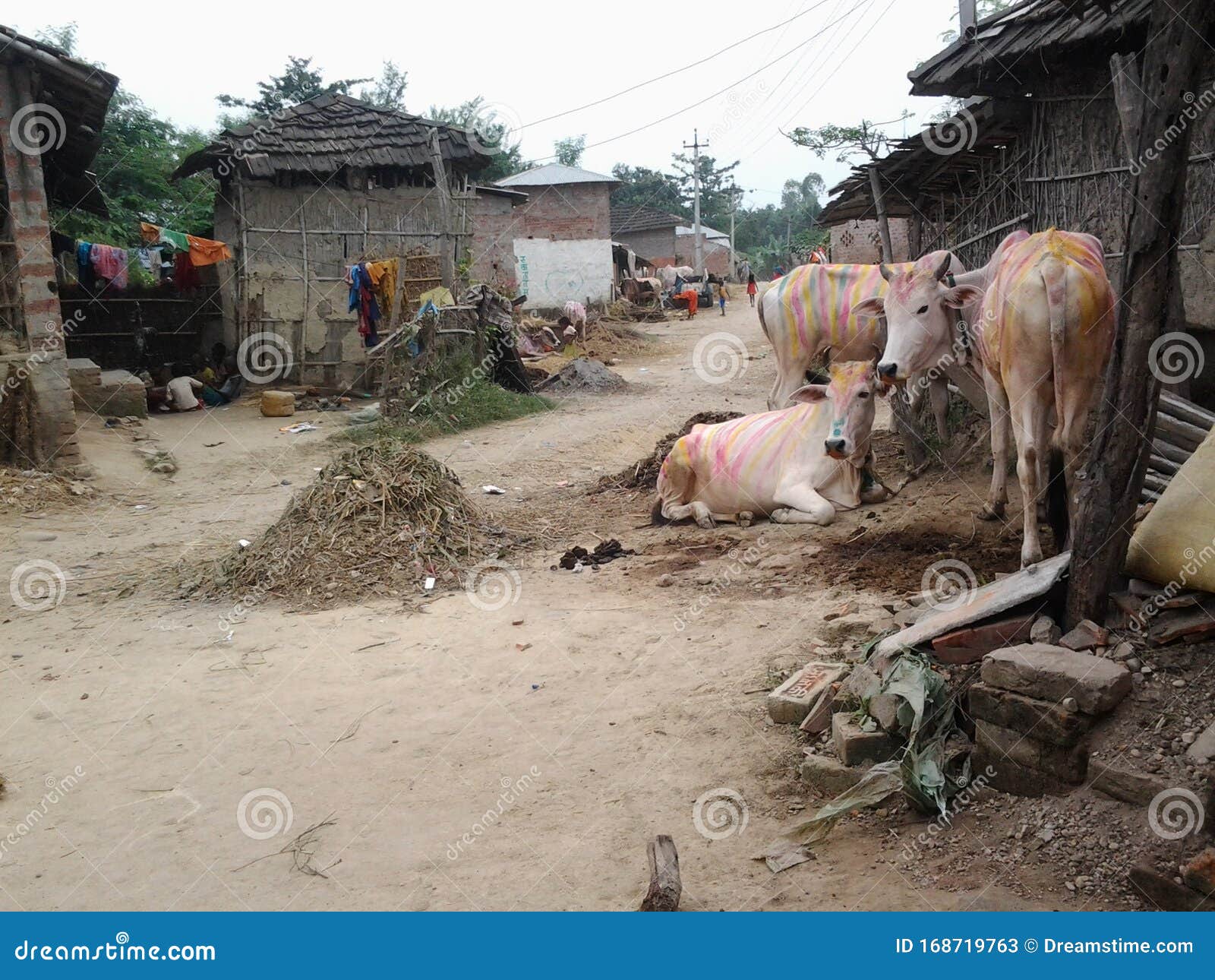 It is a Picture of Pet Animals and Villages Editorial Stock Photo - Image of malasia, uniqe: 168719763 It is a Picture of Pet Animals and Villages Editorial Stock Photo - Image of malasia, uniqe: 168719763