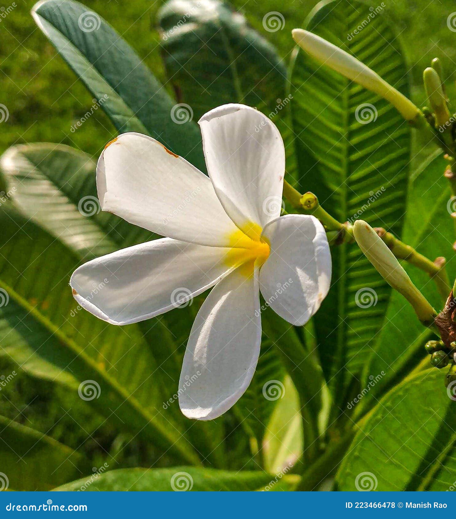 The Picture of Plumeria Alba. Stock Photo Image of sunlight