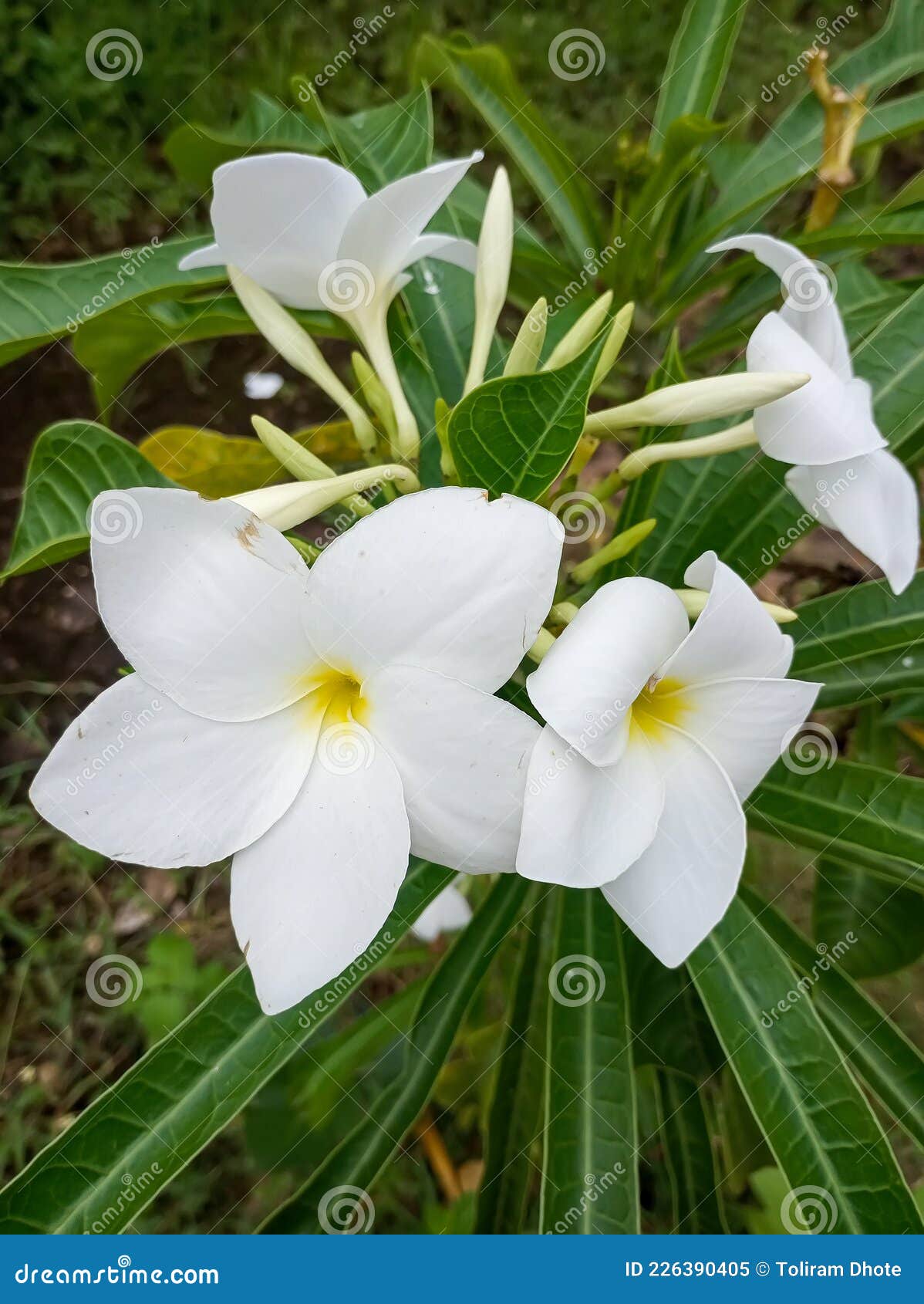 This is the Picture of Plumeria Pudica Flower. Stock Image - Image of  plumeria, nature: 226390405