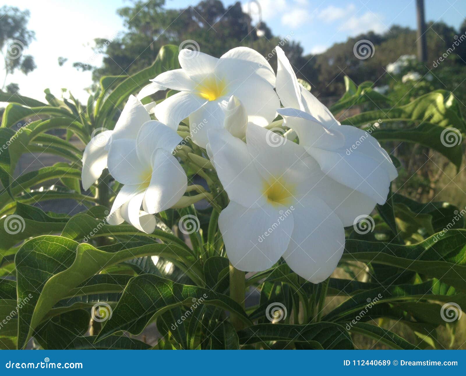 picture of a plumeria white flower
