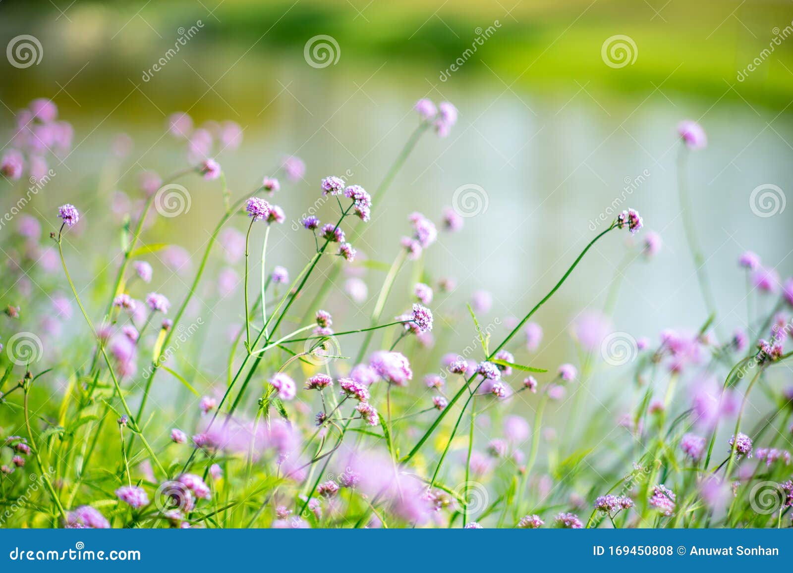 Picture of Purple Flowers by the River Stock Photo Image of color, spring 169450808