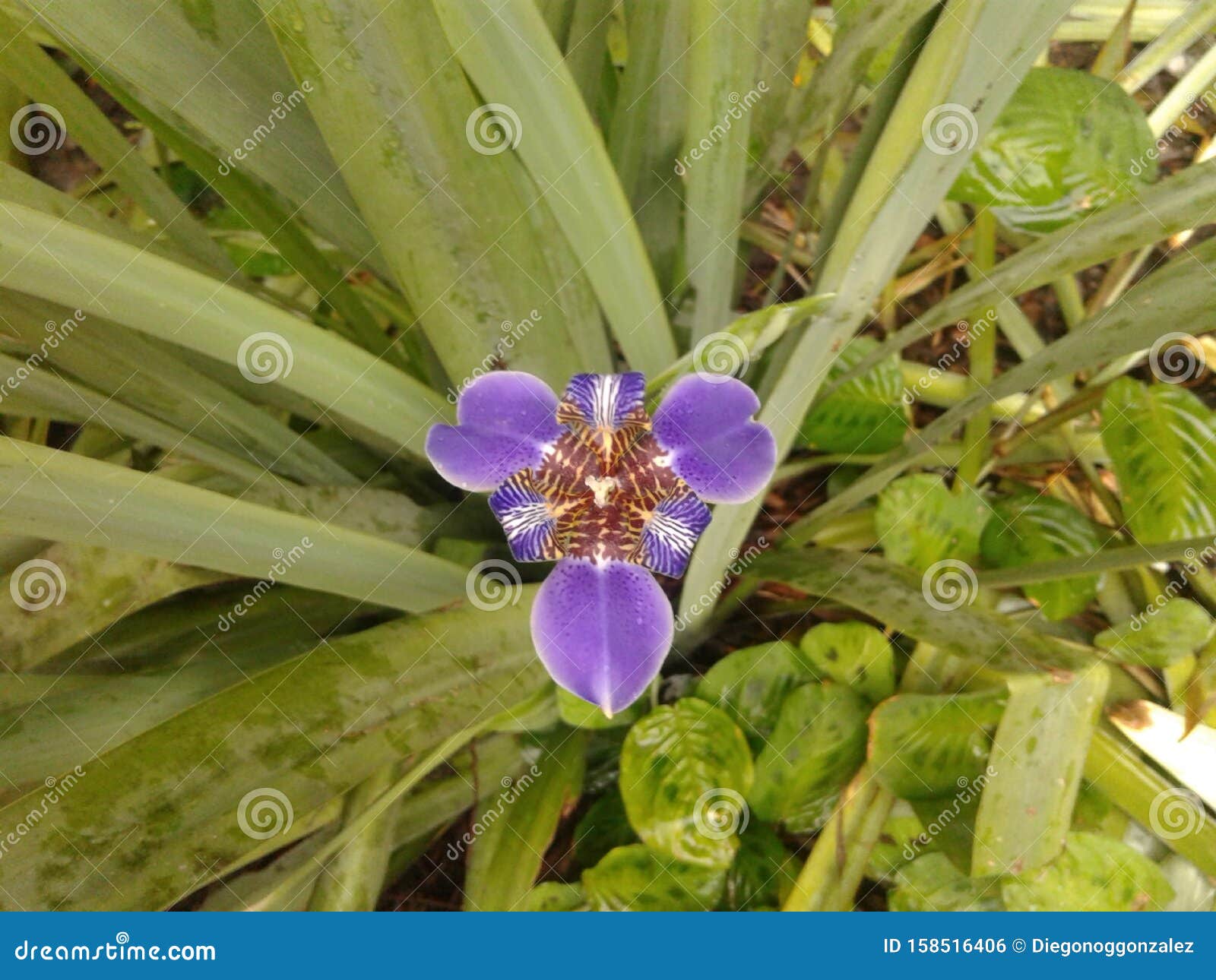 purple trimezia flower - walking iris - nature - garden - plants