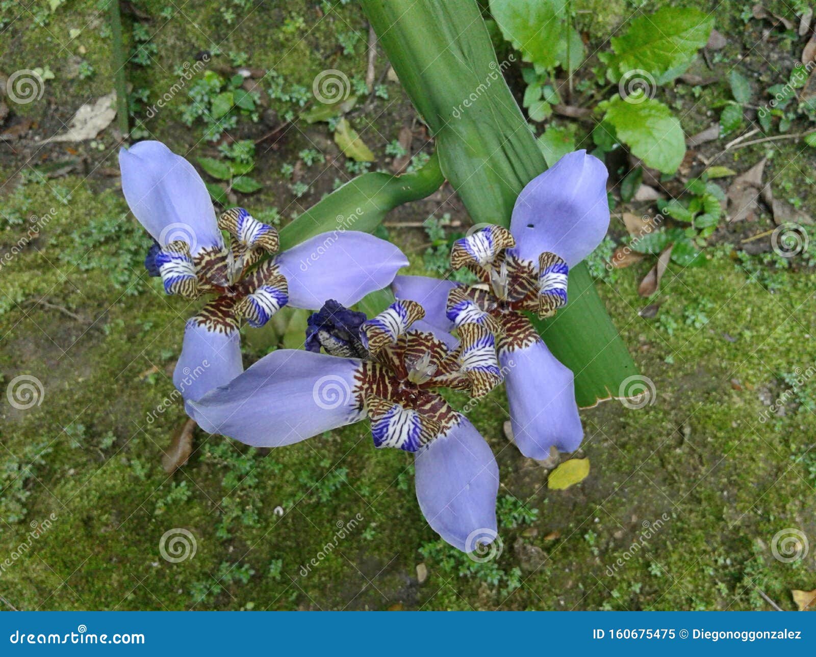 purple trimezia flower - walking iris - nature - garden - plants