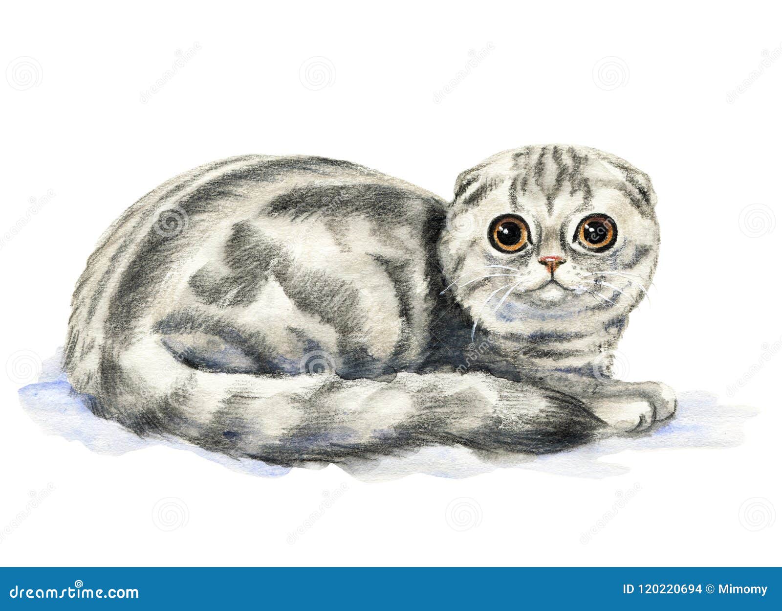 Scottish Fold Cat Stock Illustration Illustration Of Drawn 120220694