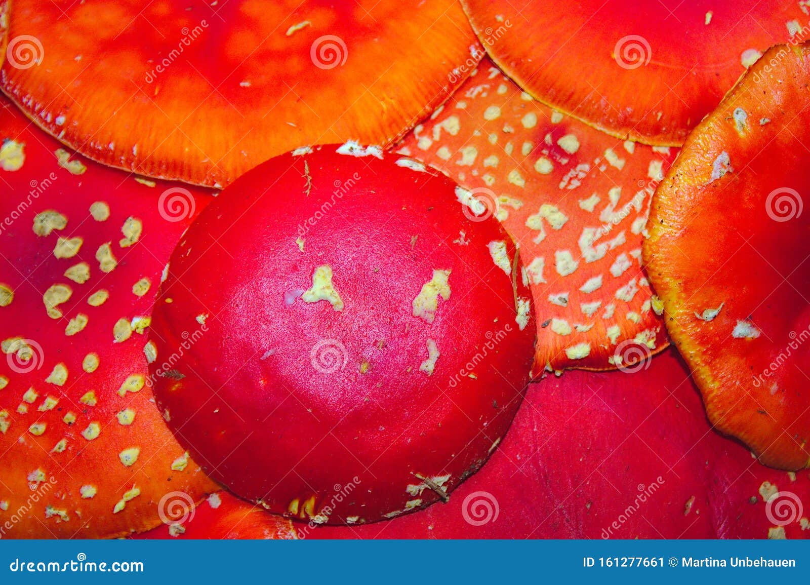 background with fly agaric hats