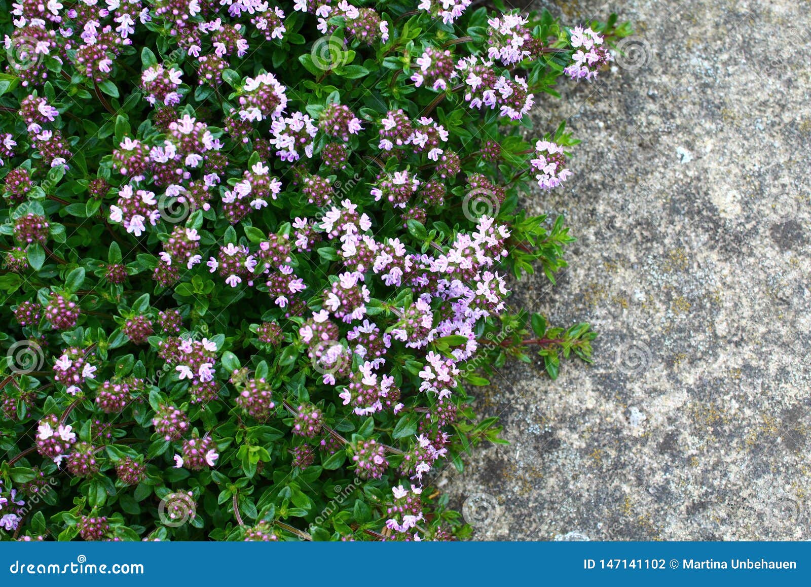Blossoming Thyme In The Garden Stock Photo Image Of Organic