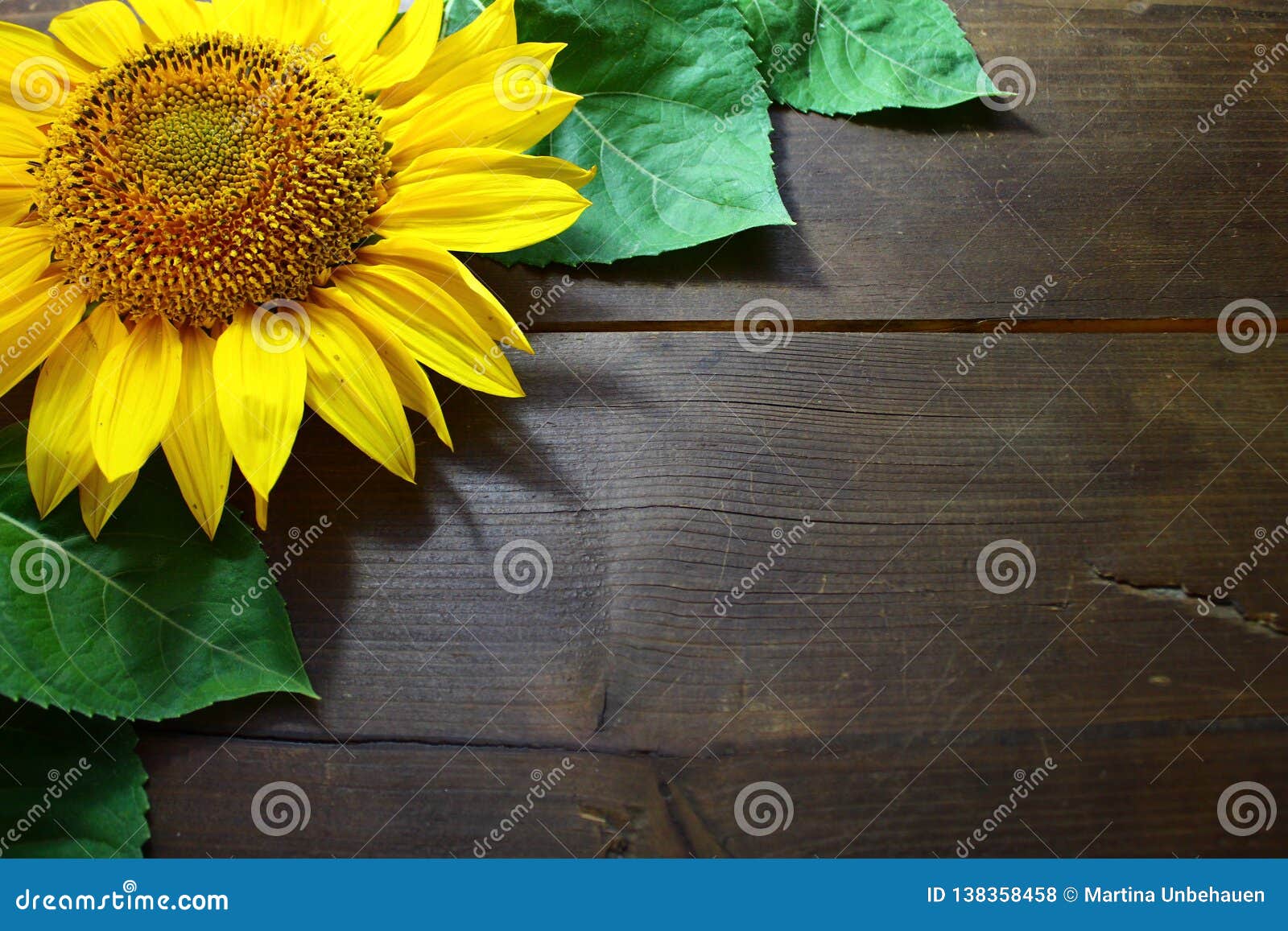 Border with a sunflower stock photo. Image of brown - 138358458