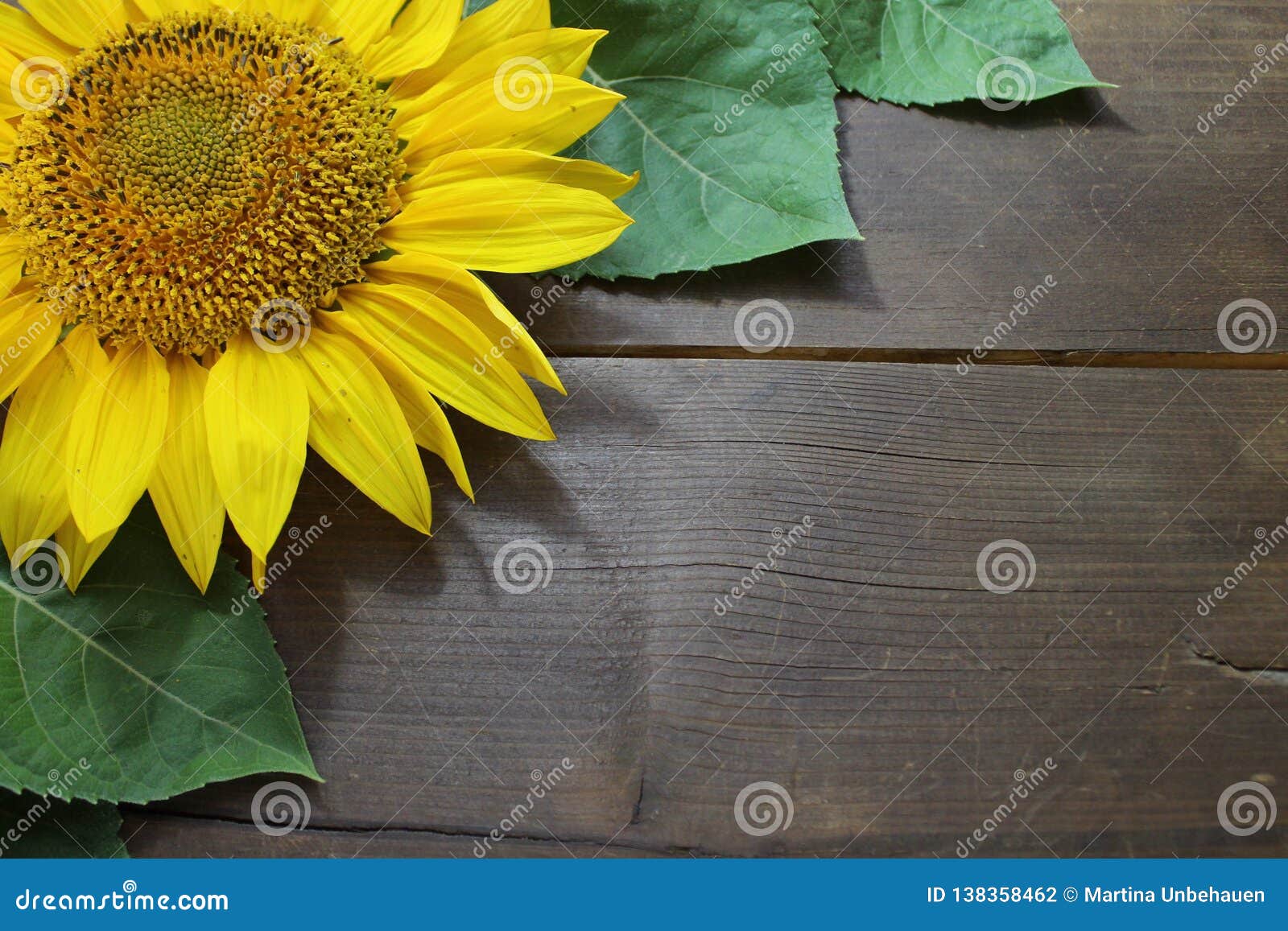 Border with a sunflower stock photo. Image of board - 138358462
