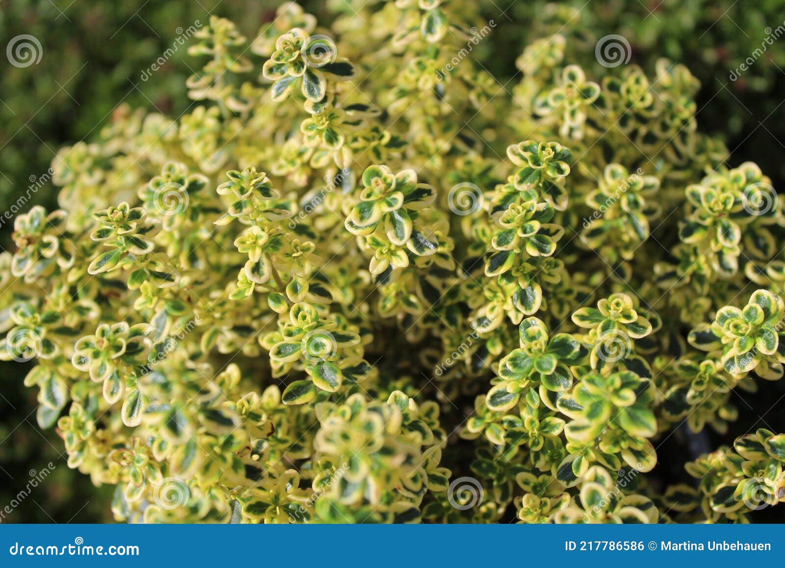 Different Thyme Plants in the Garden Stock Photo Image of summer
