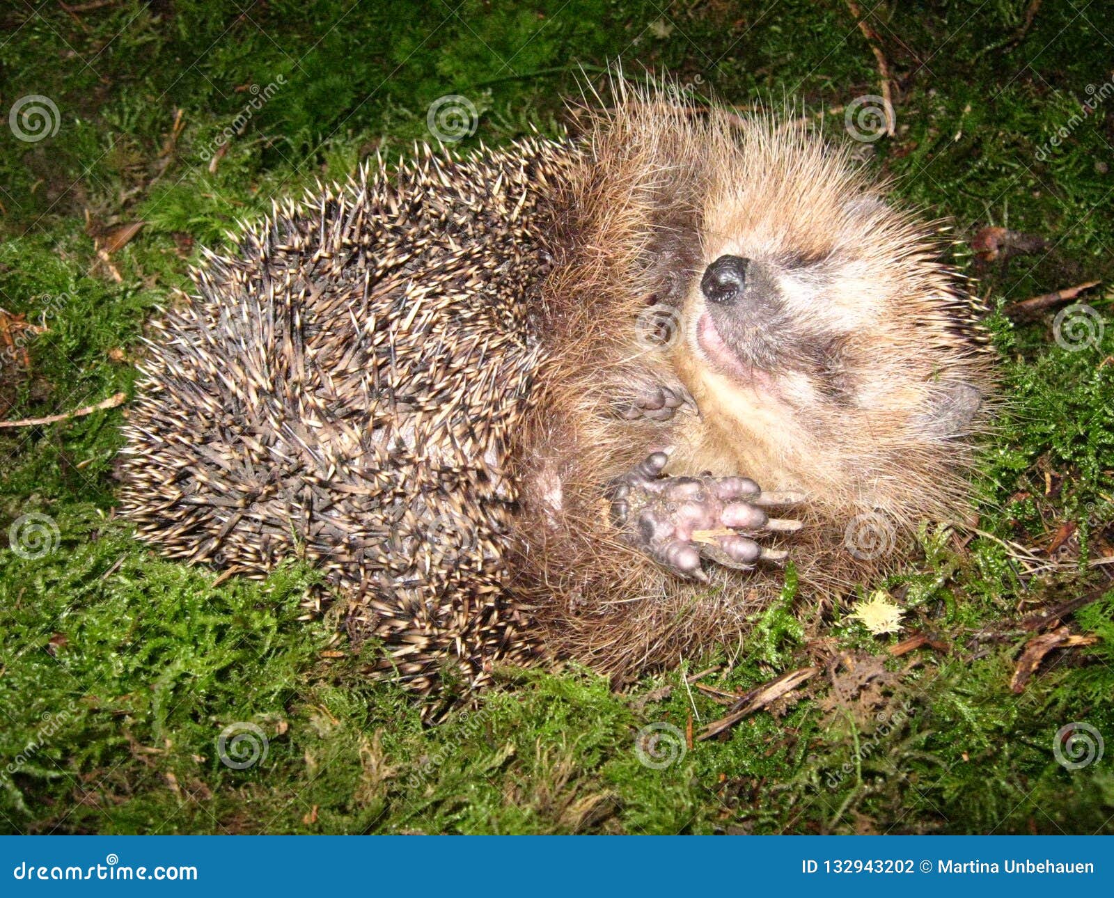 Hedgehog in the moss stock photo. Image of species, mammals 132943202