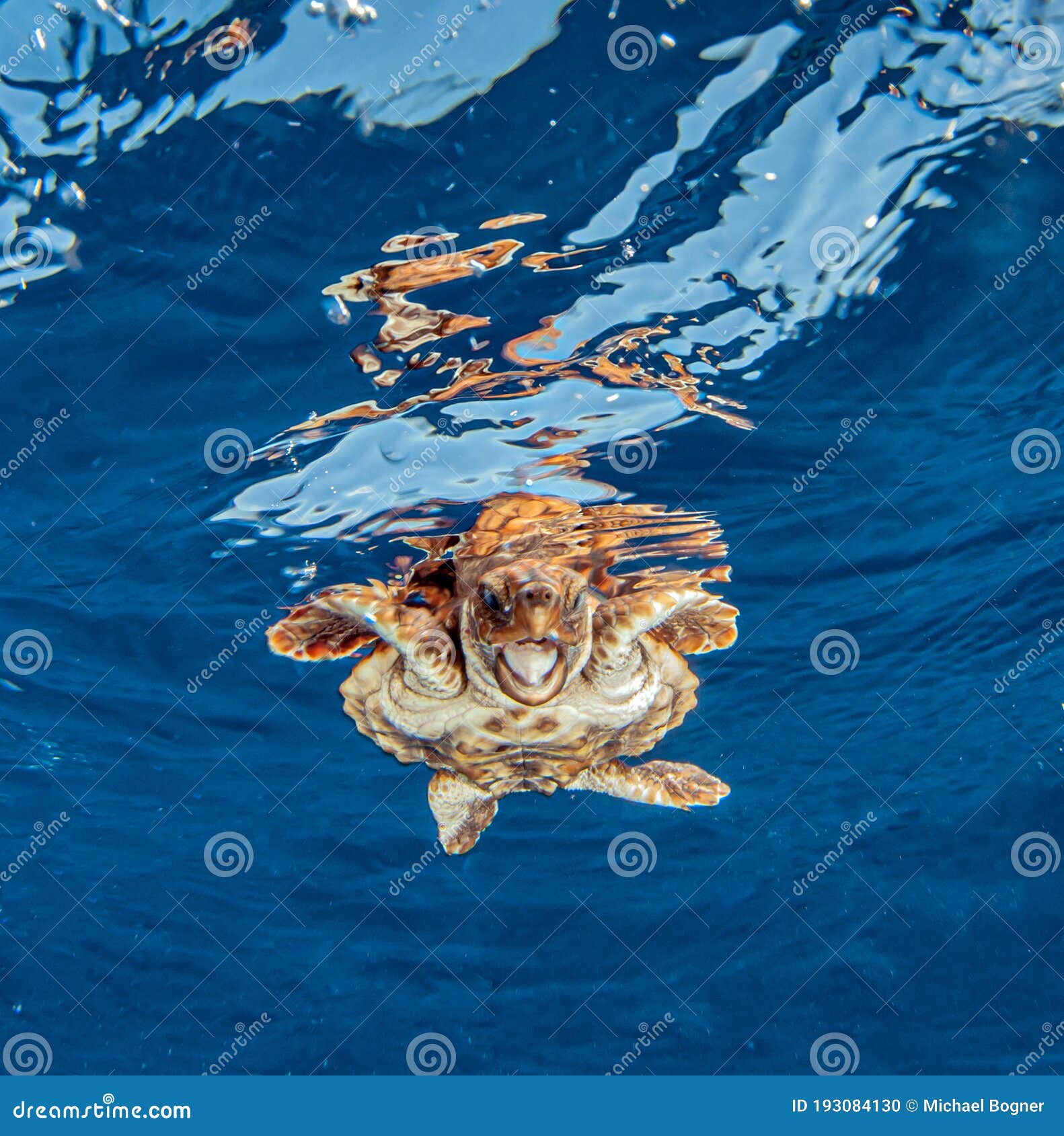 Sea Turtle Release at the Bahamas Stock Photo - Image of people, sport