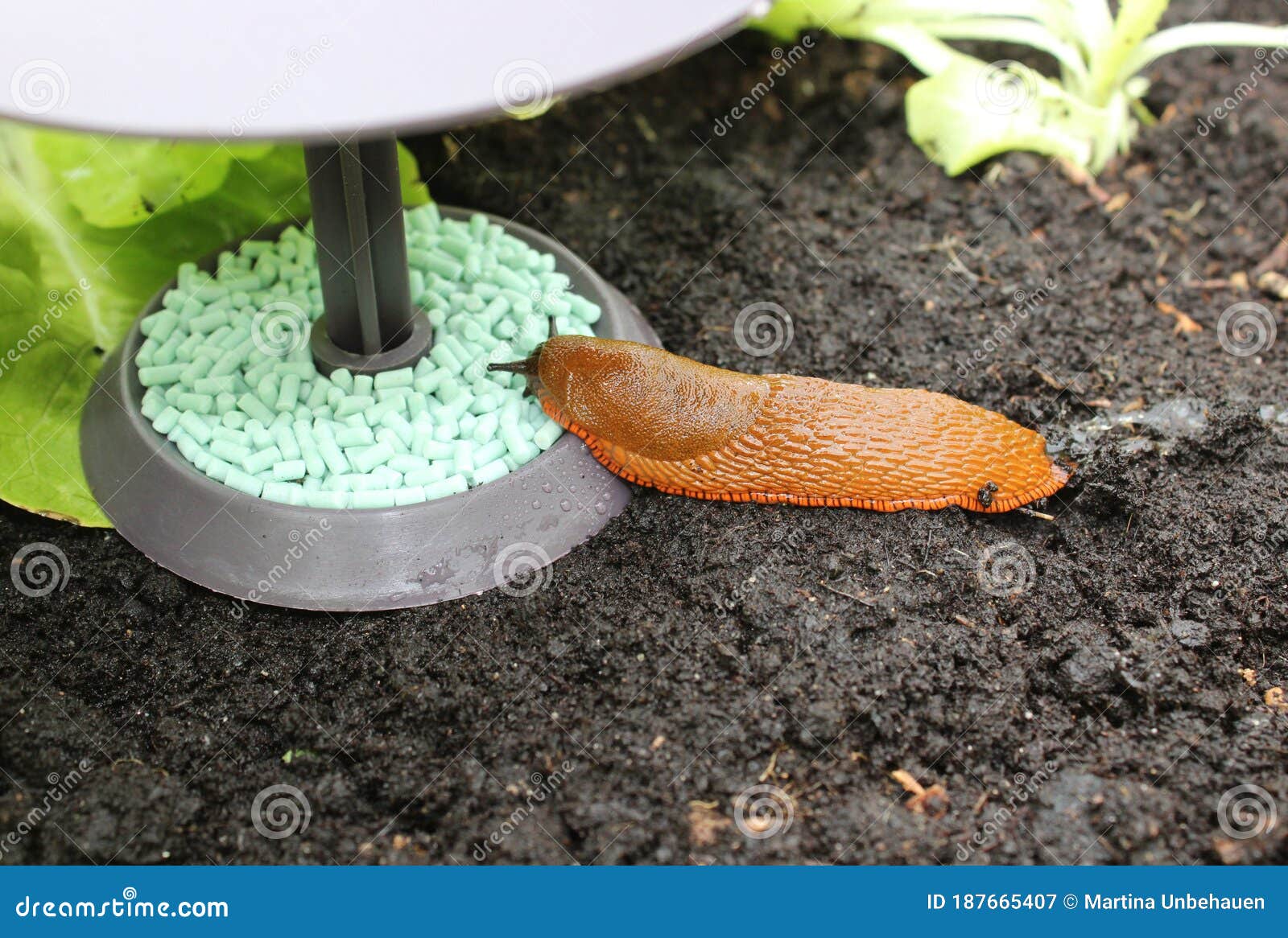 A snail on a snail trap stock image. Image of vegetable 187665407