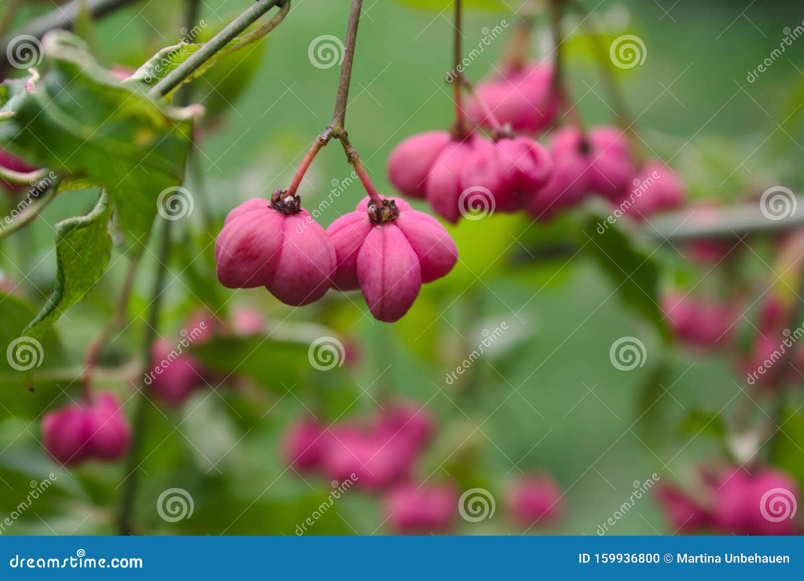 Spindle tree in the autumn stock photo. Image of nature 159936800