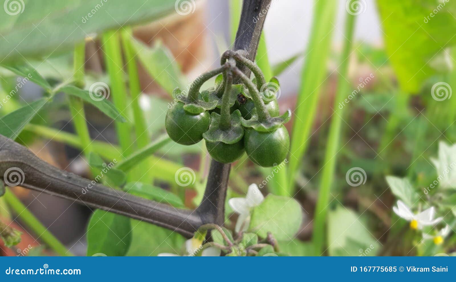 small size beautiful wild grapes on the plant