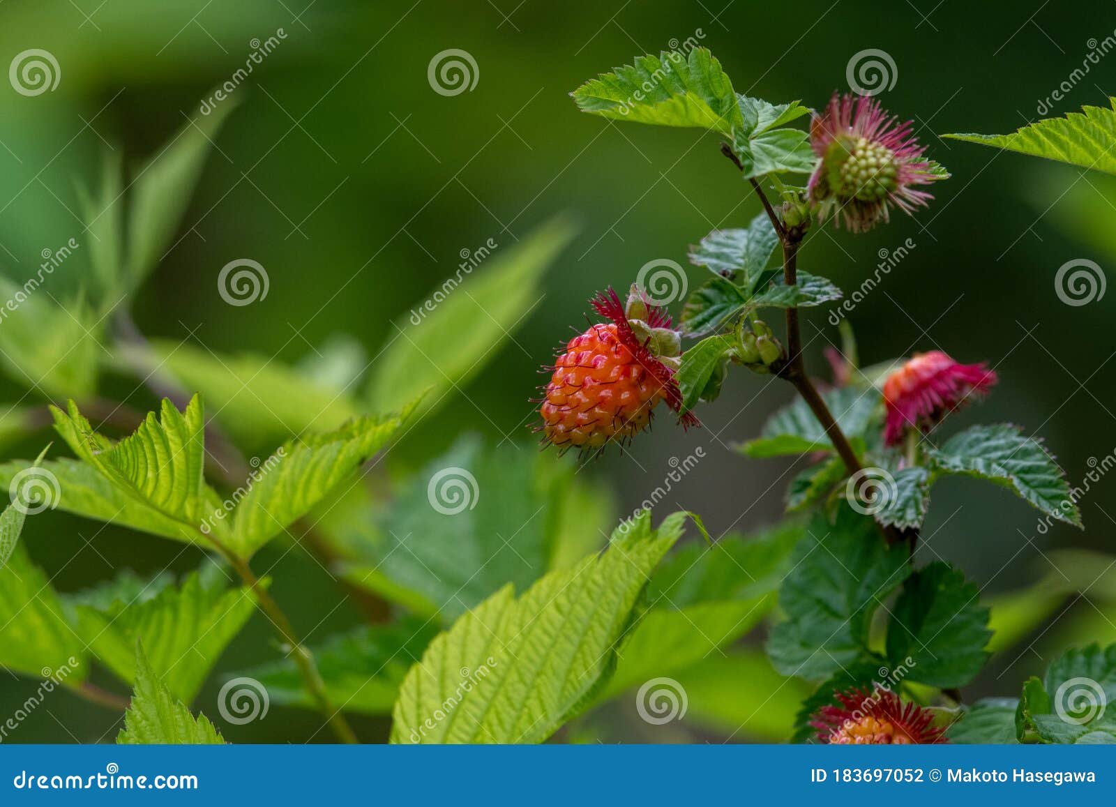 A Picture of Some Salmonberries. Stock Photo Image of berry, fruit