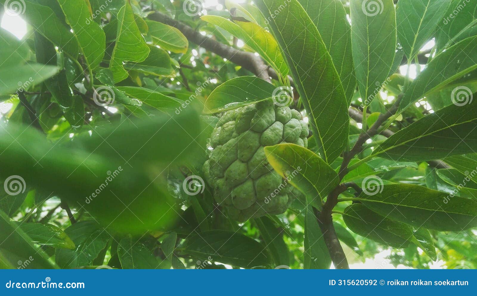 a picture of srikaya or annona squamosa or sugar apple