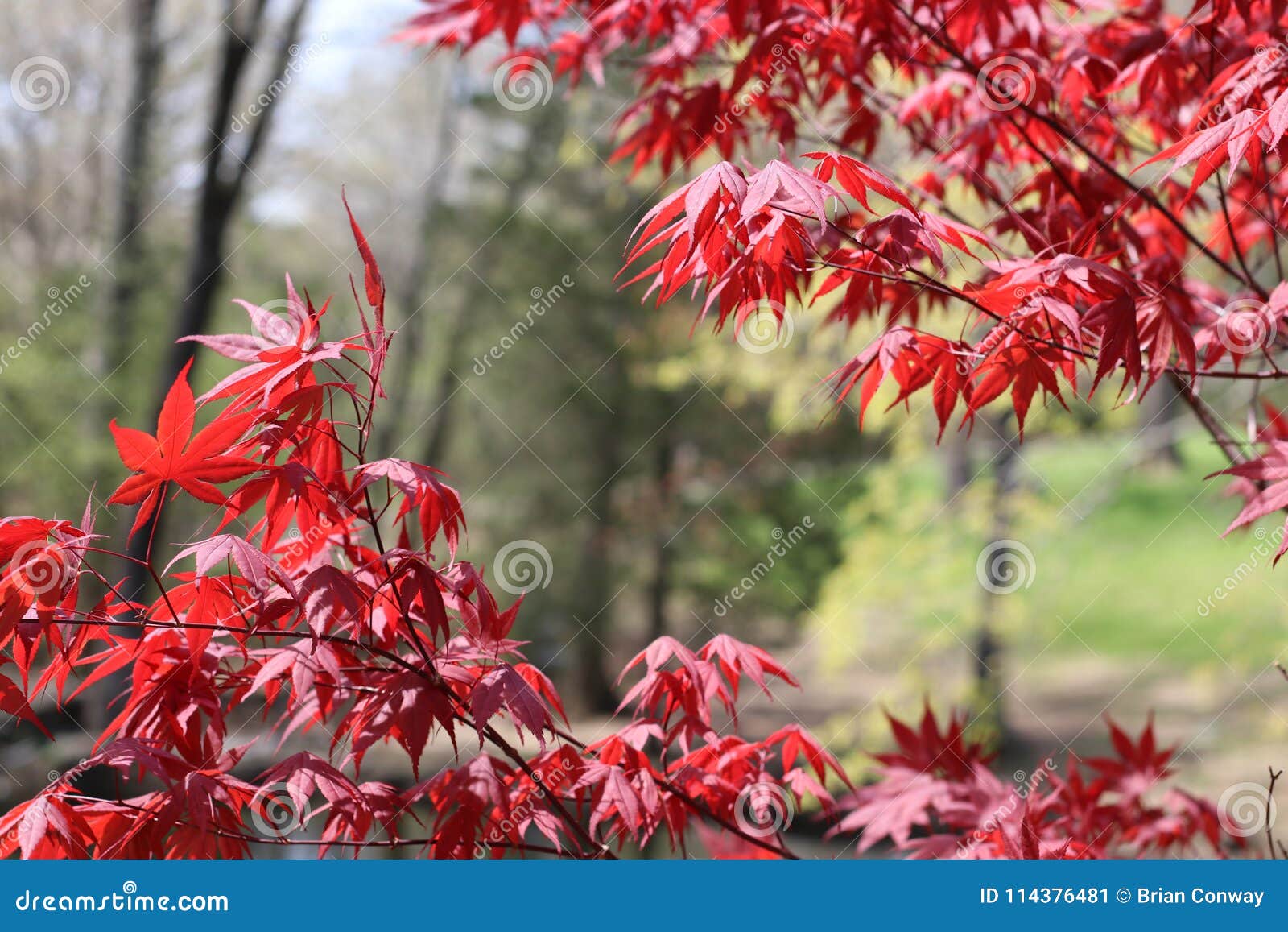 Stunning Japanese Red Maple Stock Image Image Of Bloom