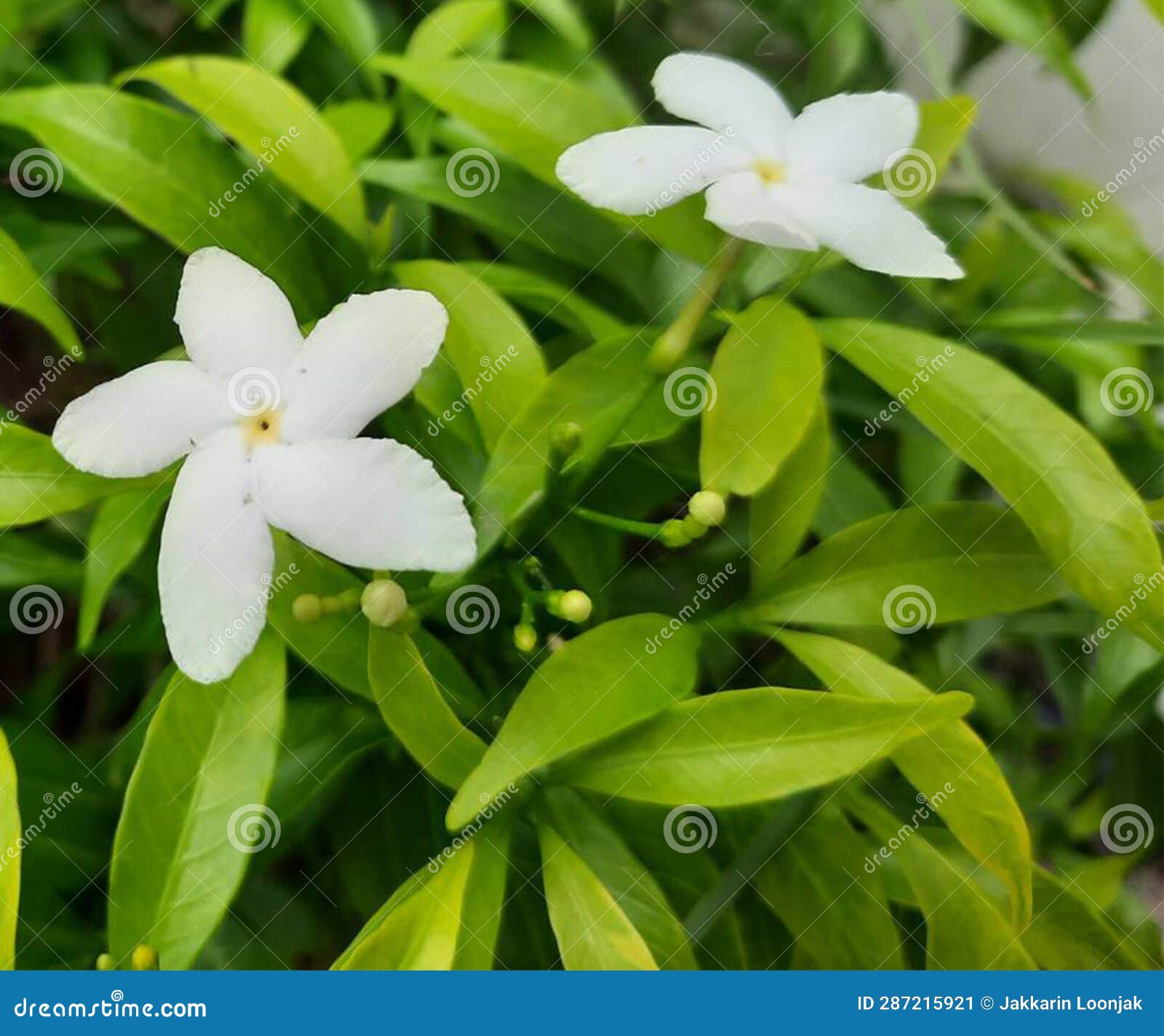 My Image 25