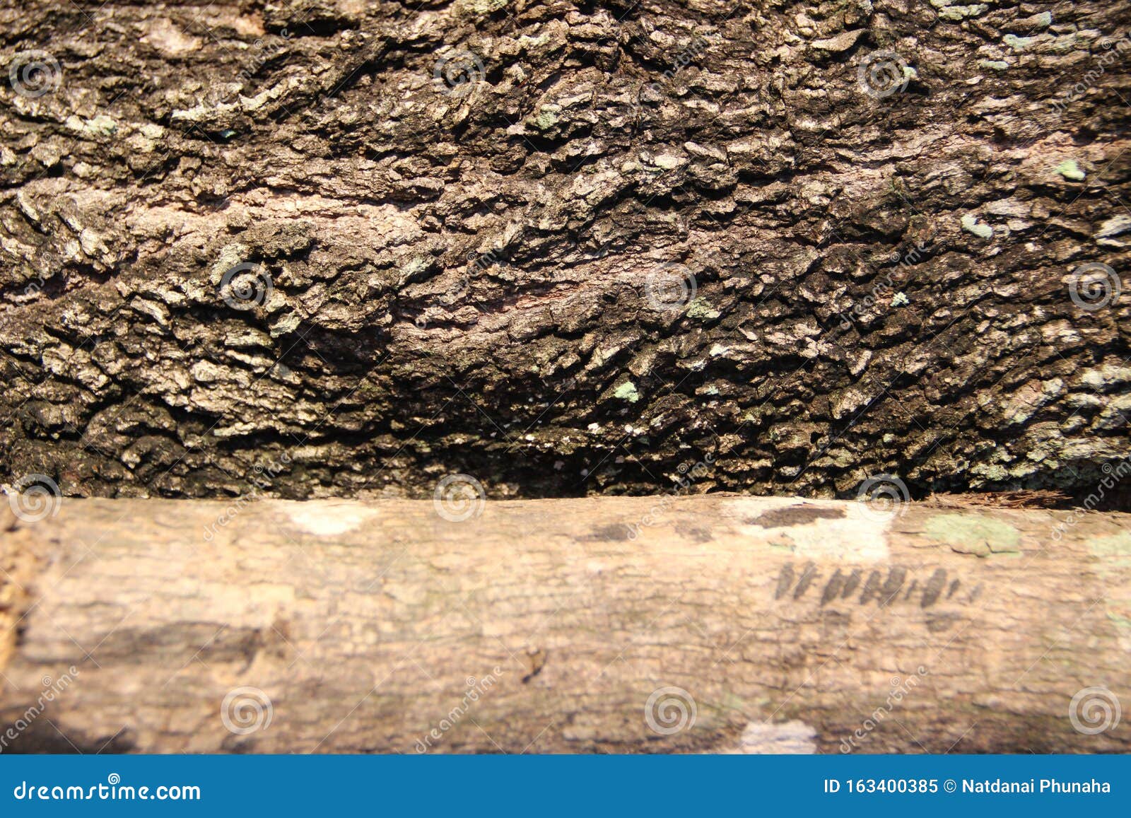 textures and patterns on tree bark