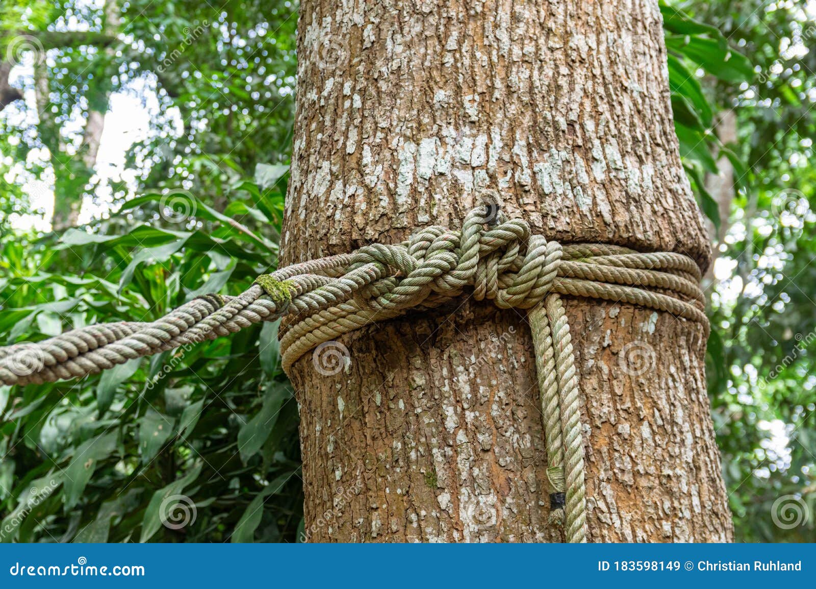 Picture of a Tree with a Rope Wrapped Around it Stock Image - Image of  beauty, nature: 183598149