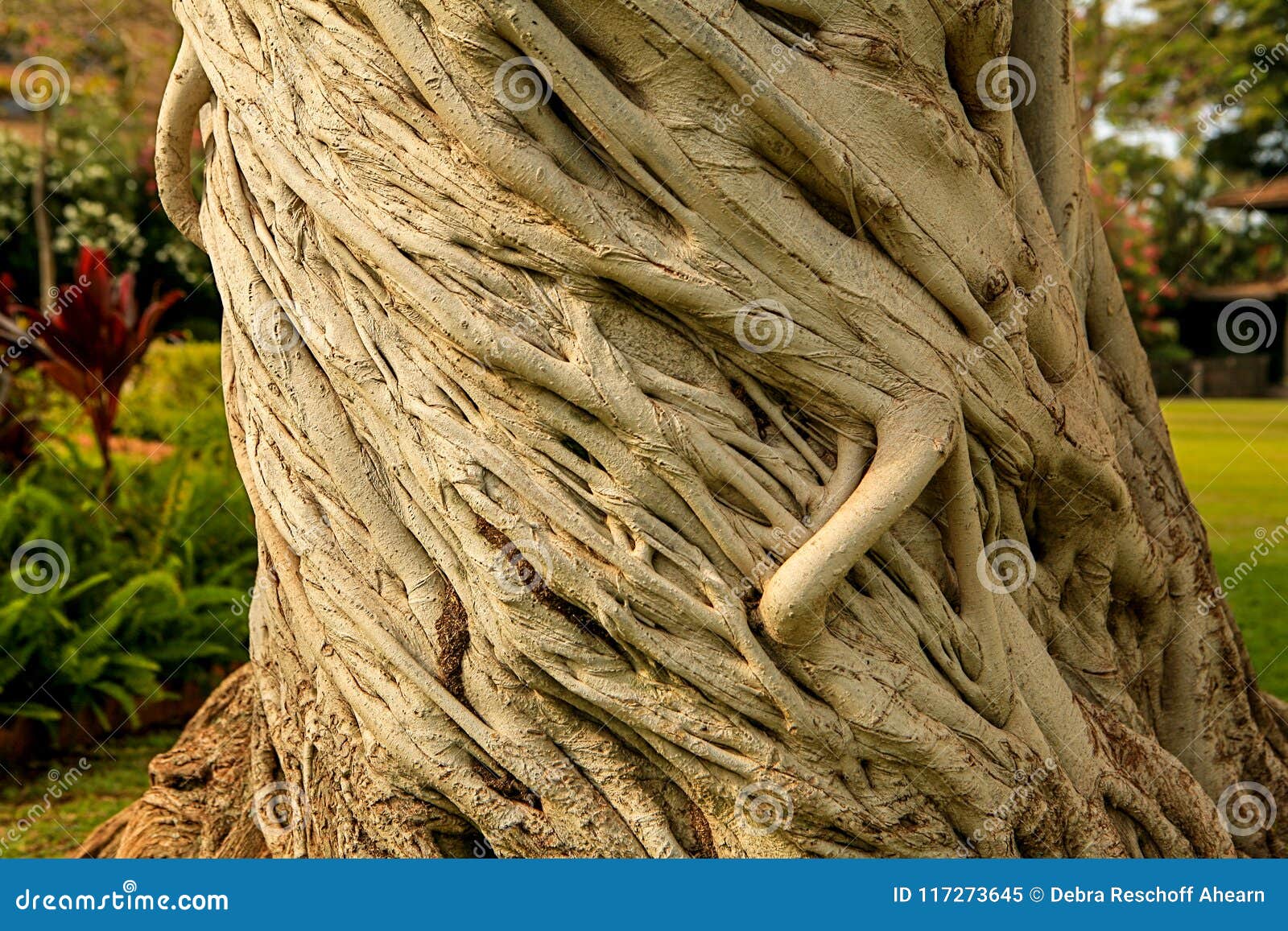 twisted tree trunk