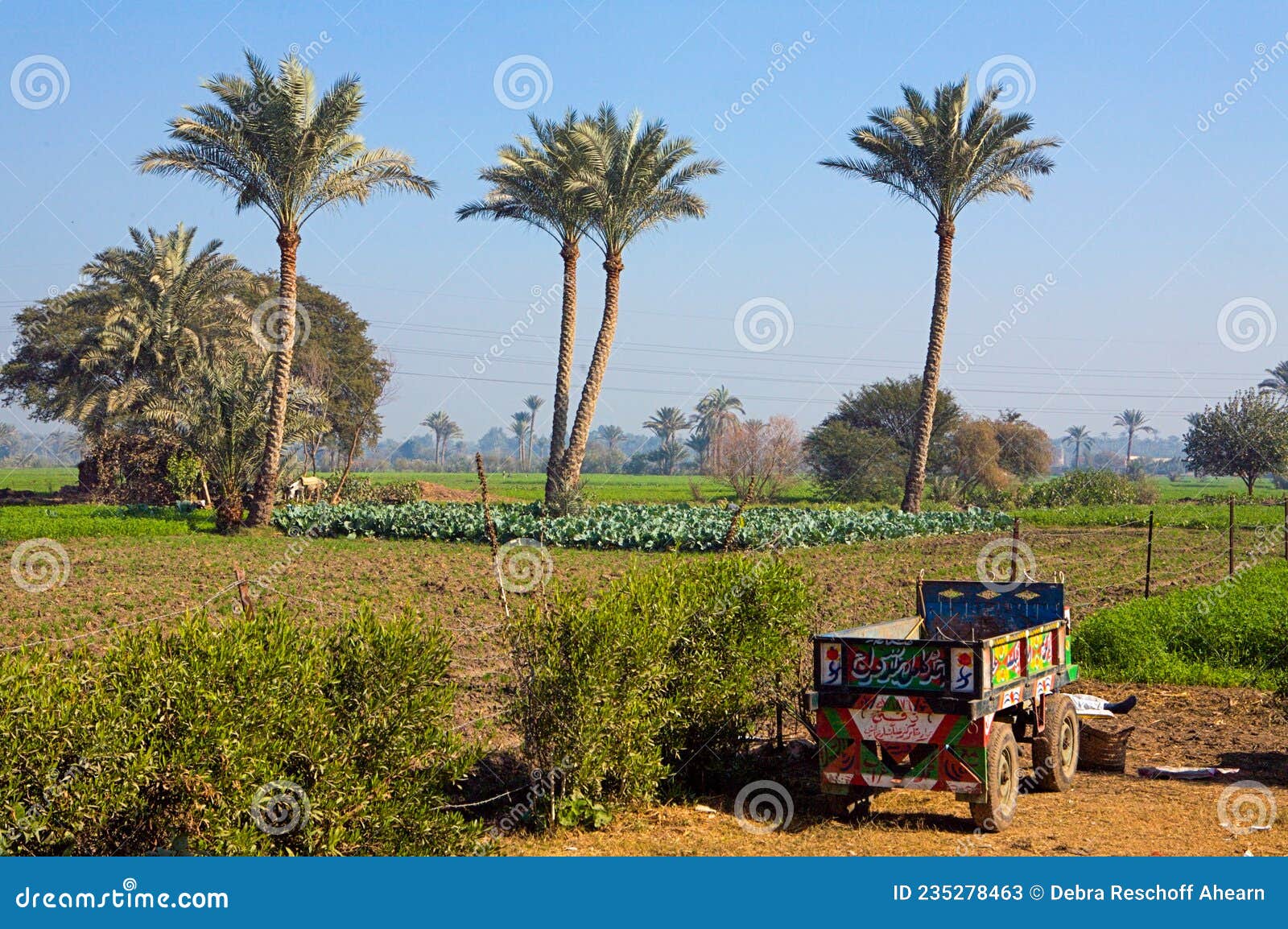 Three Palm Trees in the Egyptian Countryside Editorial Stock Photo ...