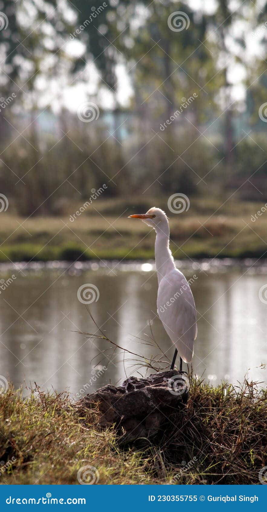 heron side view and lake in the background