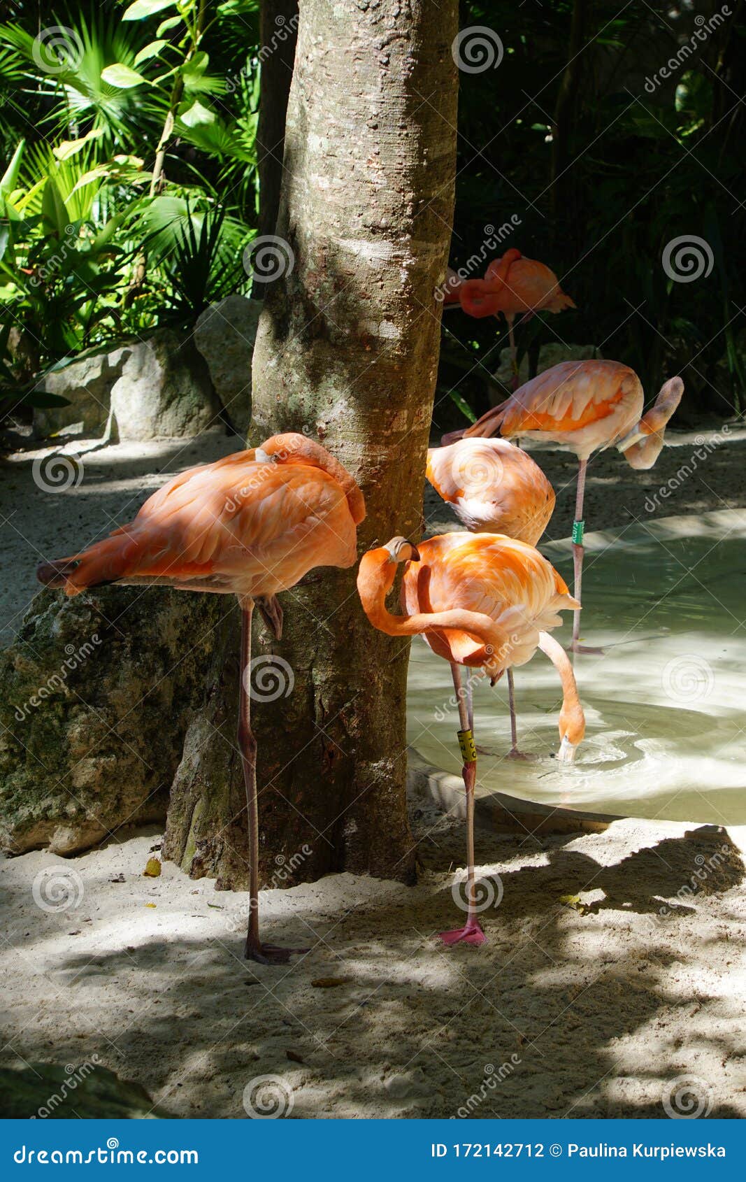 flamingoes in yucatan peninsula, mexico