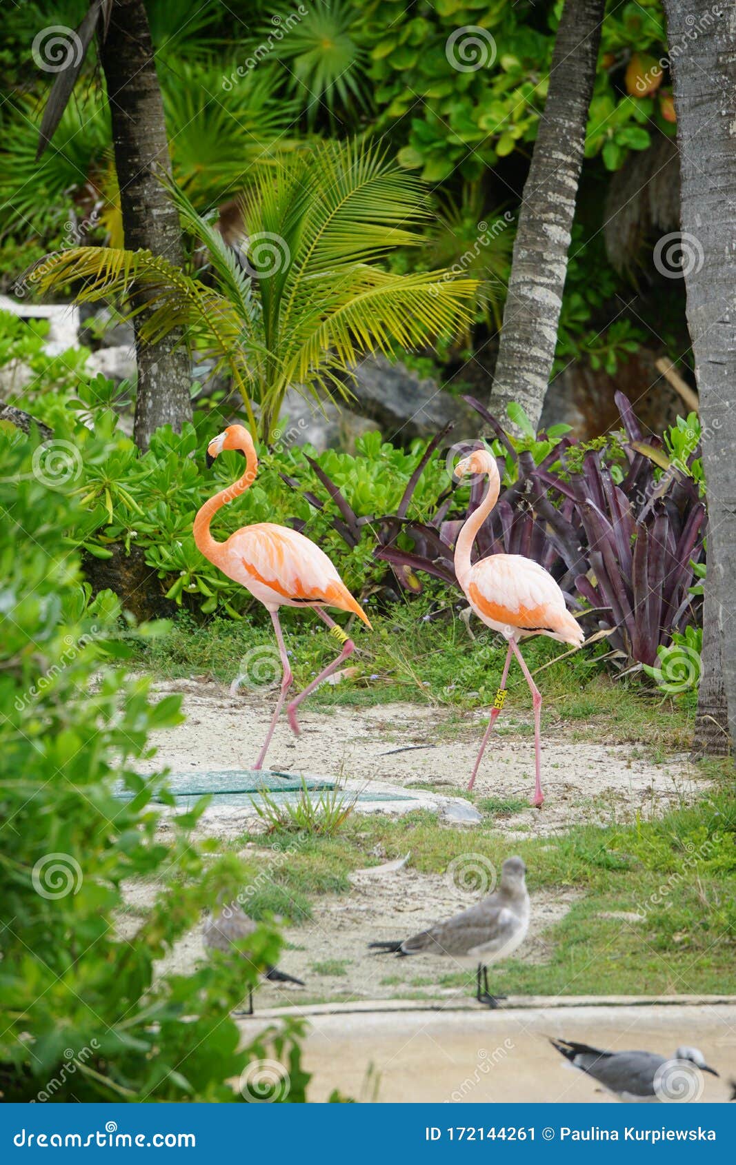 flamingoes in yucatan peninsula, mexico