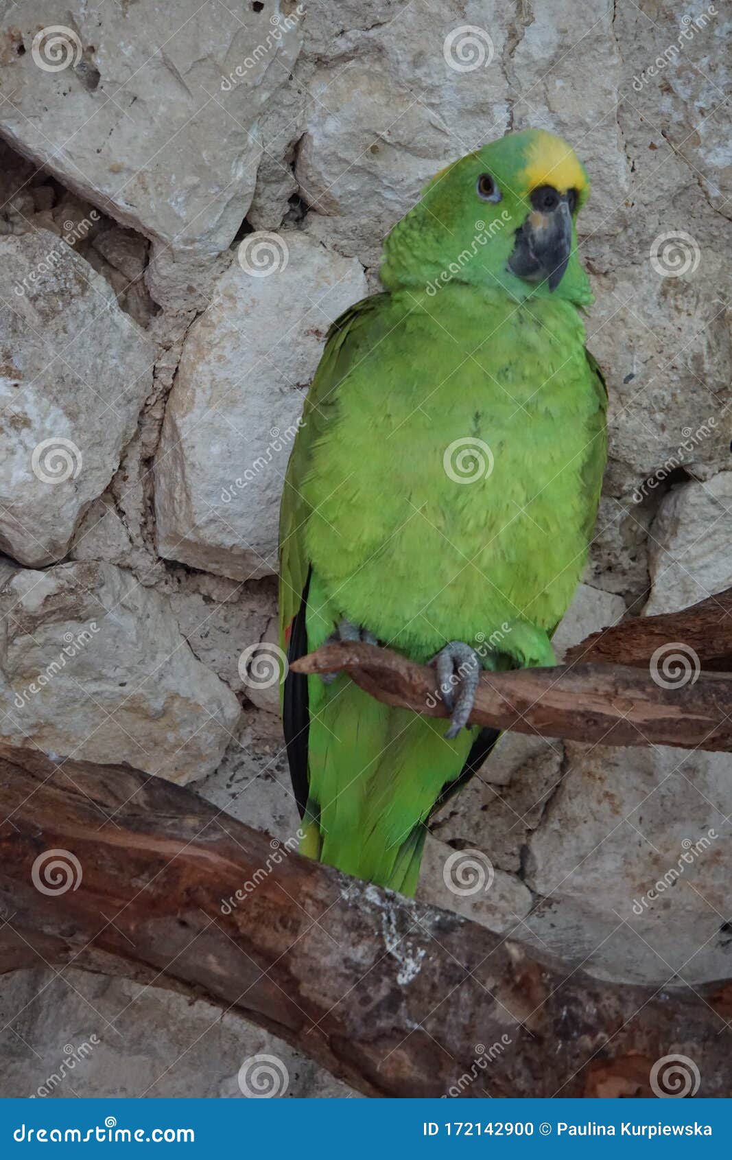 parrot resting on a tree,tulum, mexico