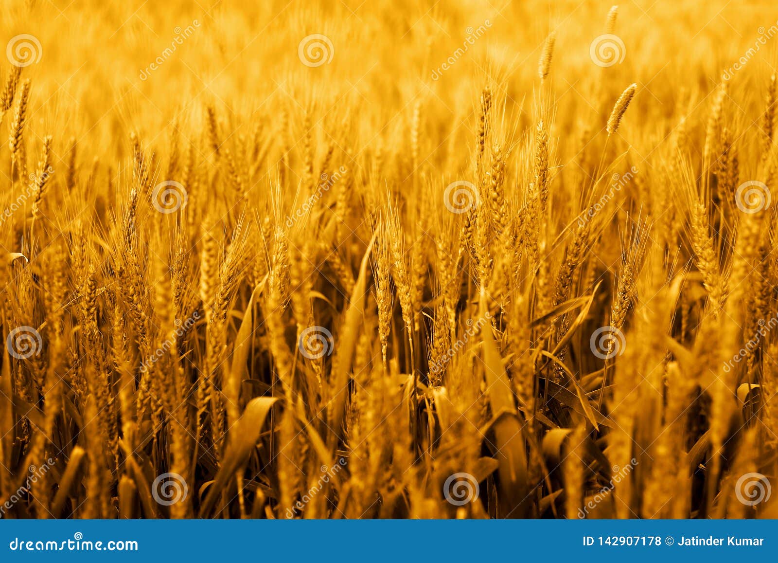 Picture of Wheat Fields for Punjabi Culture Stock Photo - Image of ...