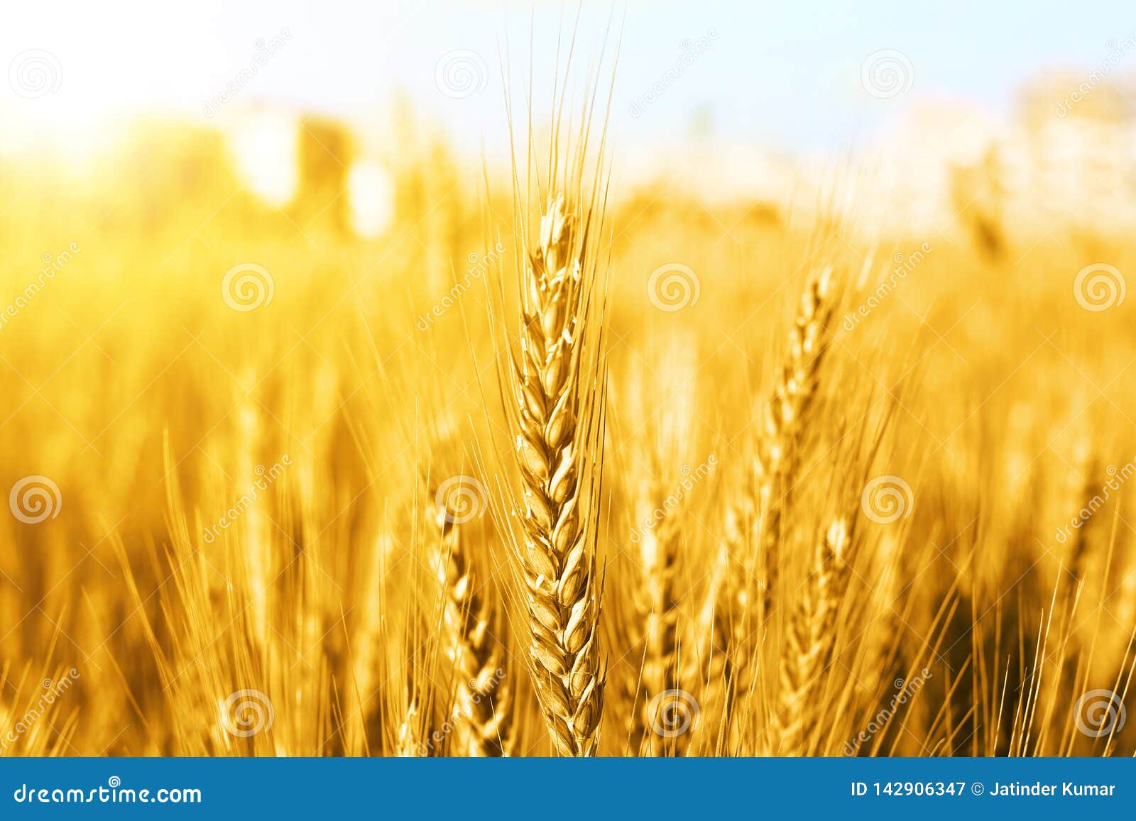 Picture of Wheat Fields for Punjabi Culture in Baisakhi Festival ...