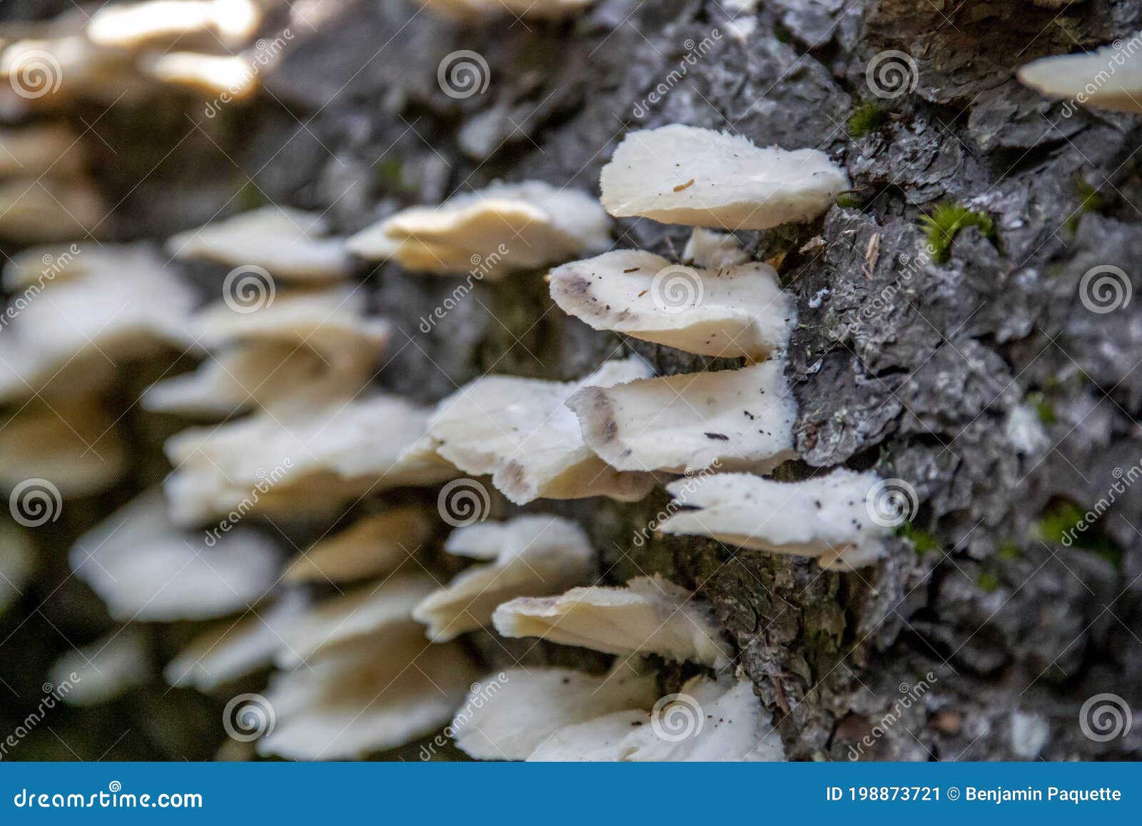 White Mushrooms Growing on the Side of a Tree Stock Image Image of