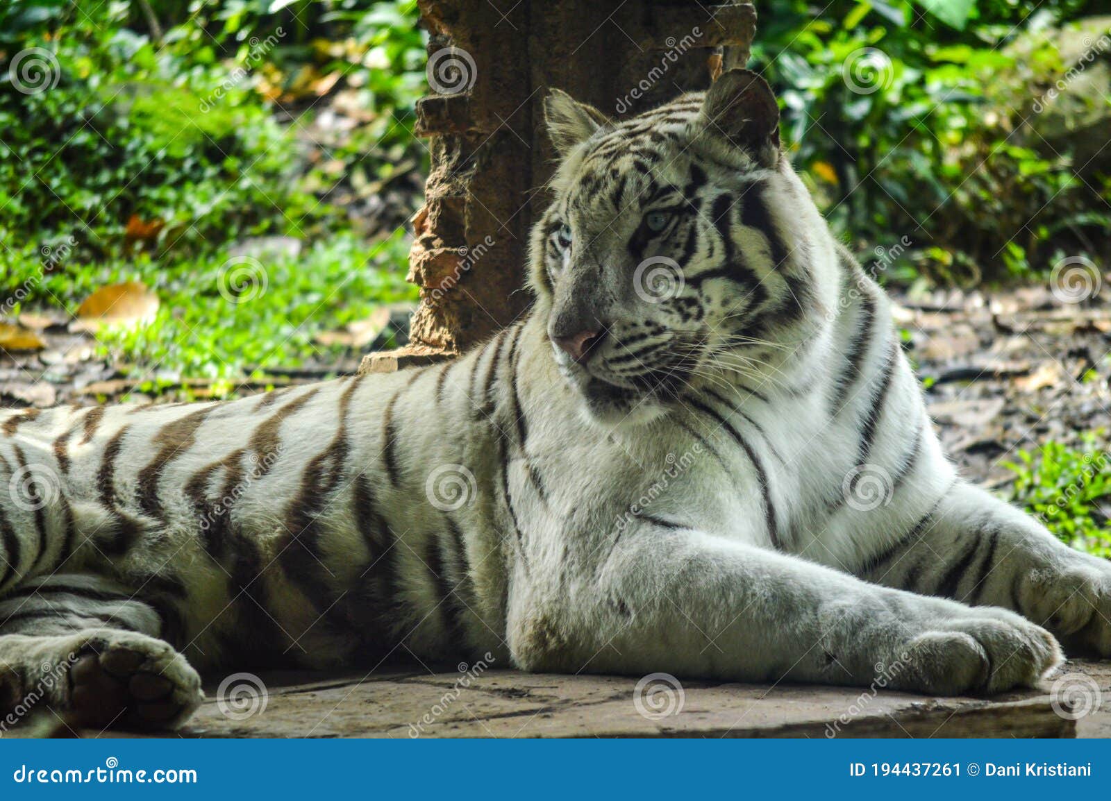 picture of white tiger looks sideway