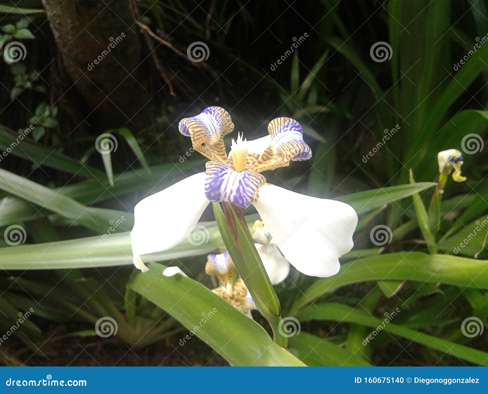 white trimezia flower - walking iris - nature - garden - plants