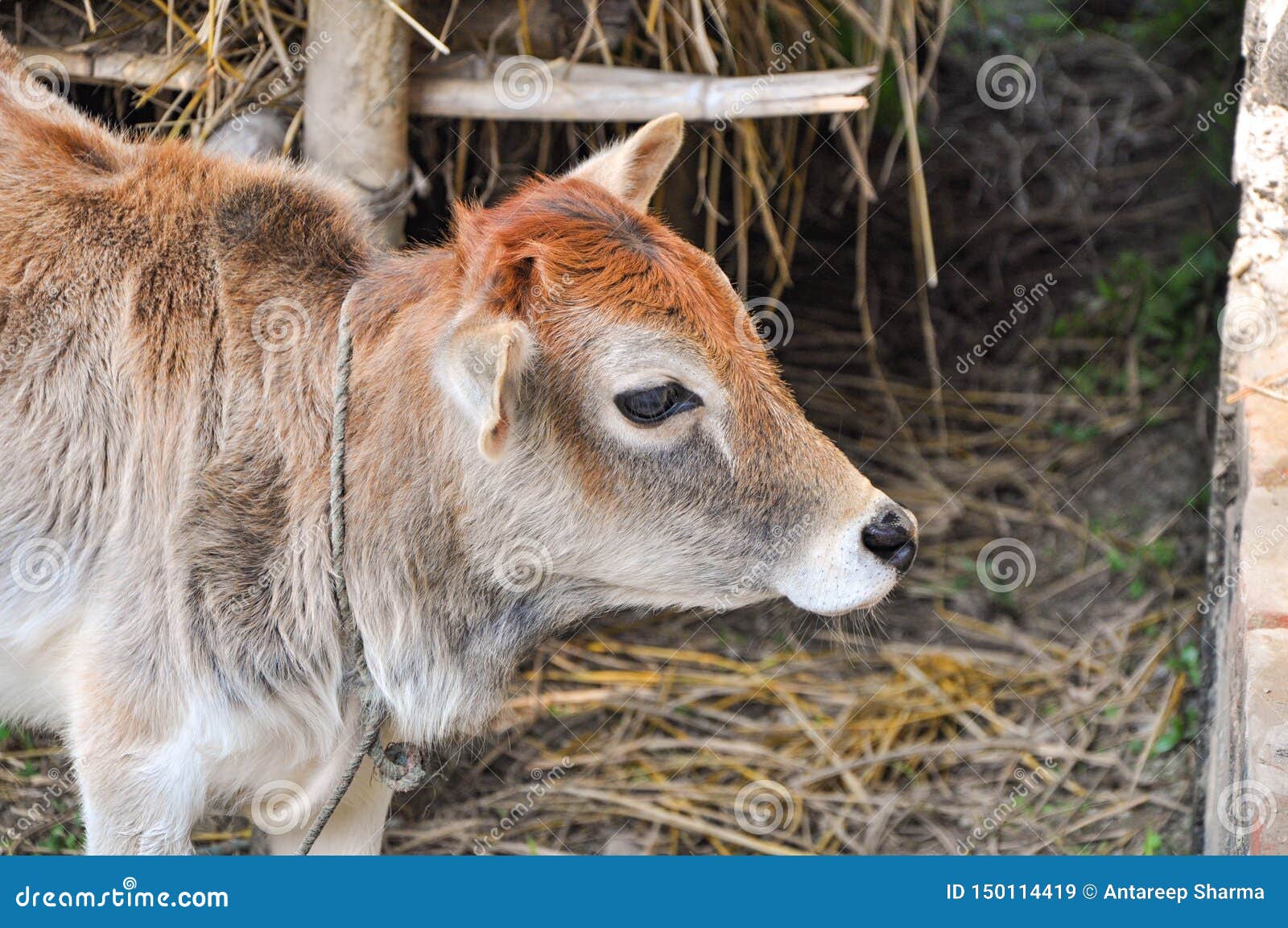 Picture of a Young Cow with Colourful Hair in a Village in the Morning  Grazing Grass. Stock Image - Image of lovable, lcute: 150114419